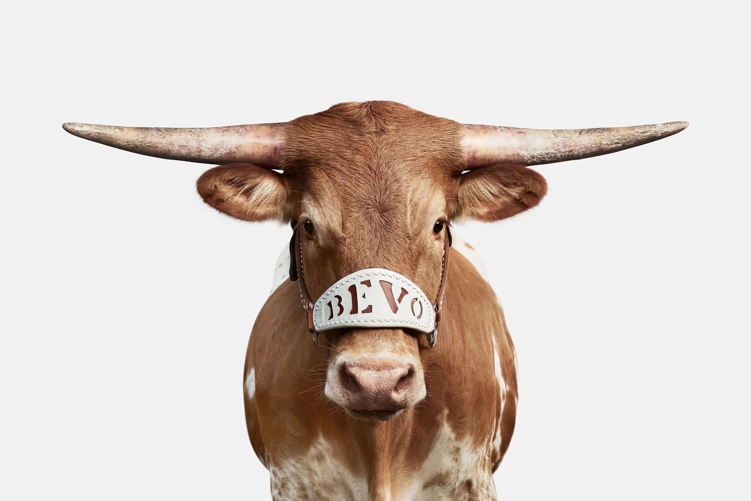 127_Bevo-XV-Color_40x60.jpg