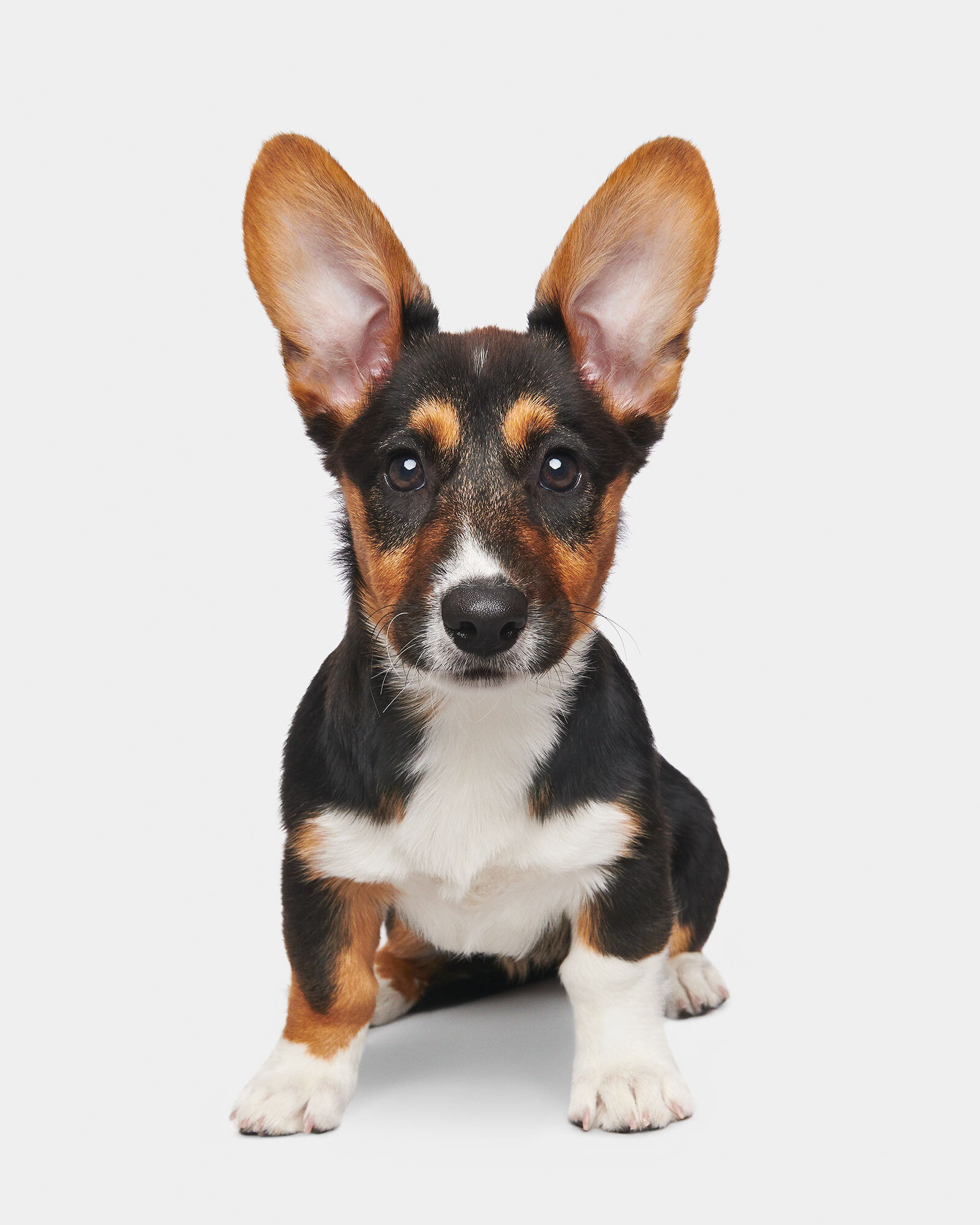 123_24_Matill_Corgi_4637.jpg