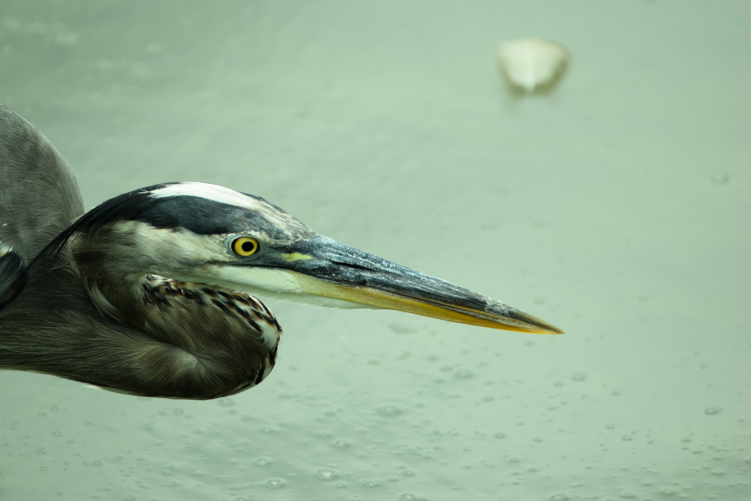 Great Blue Heron