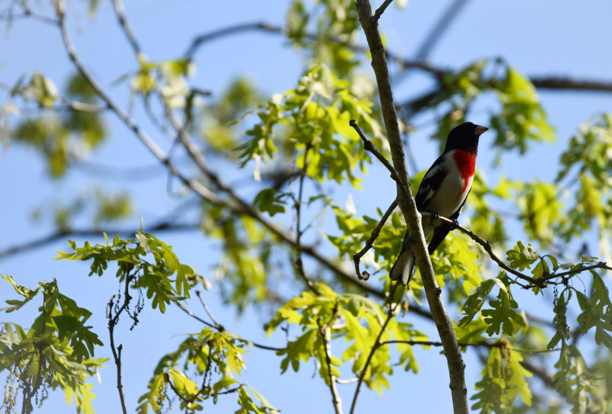 Rose-breasted Grosbeak