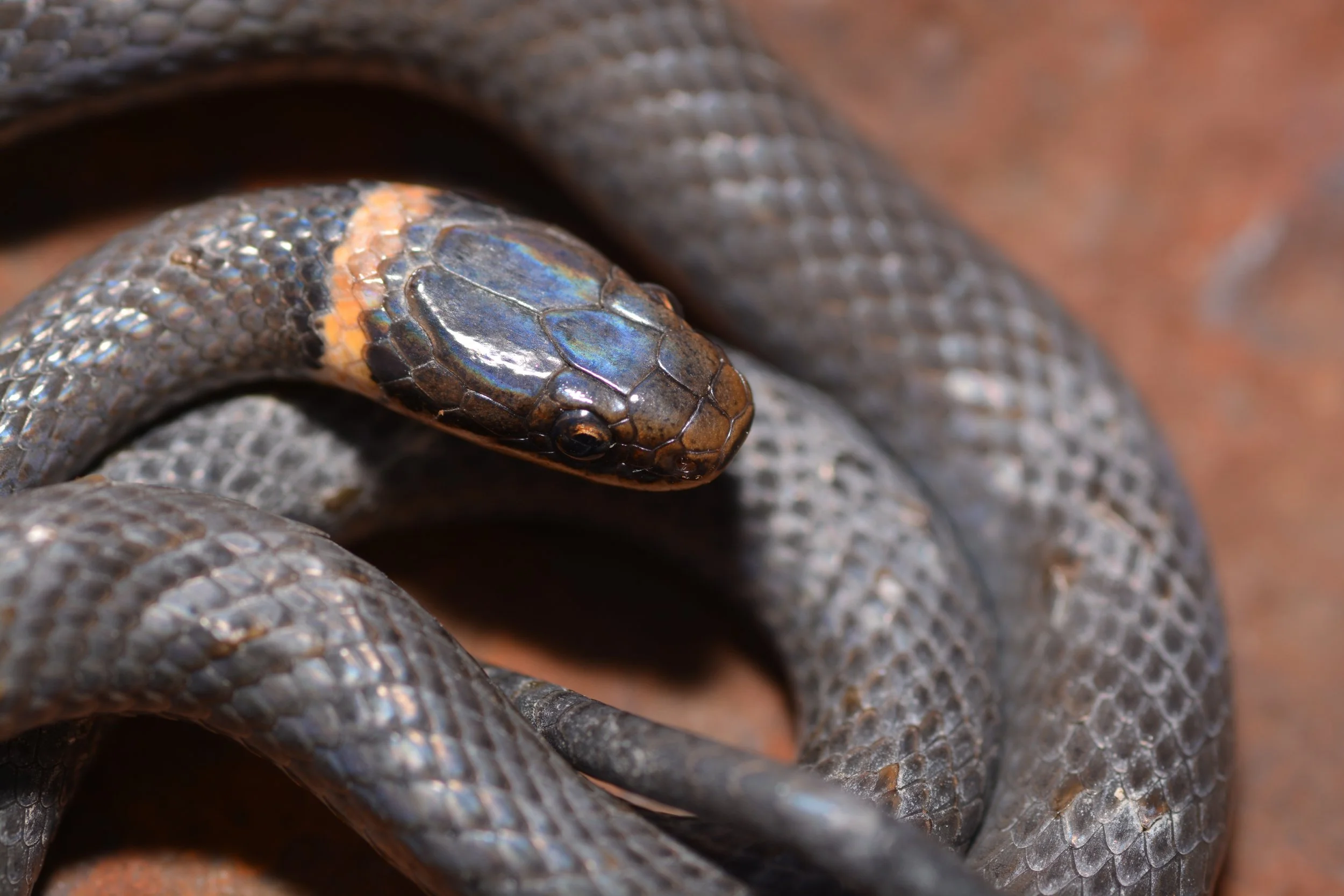Northern Ringneck Snake