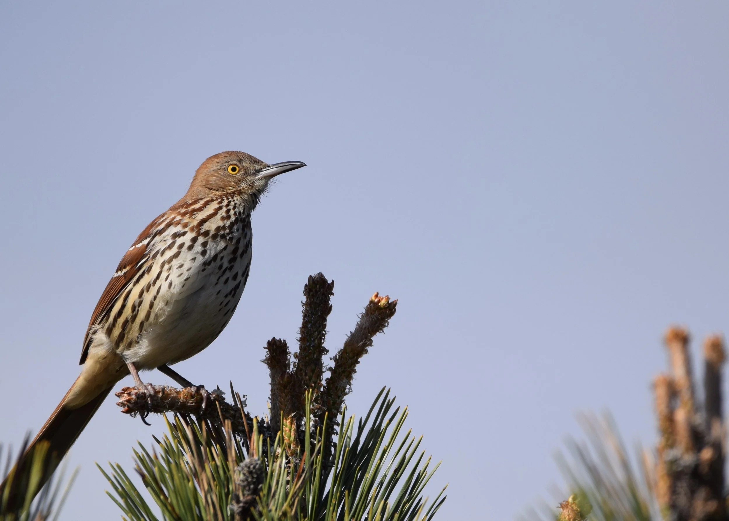 Brown Thrasher