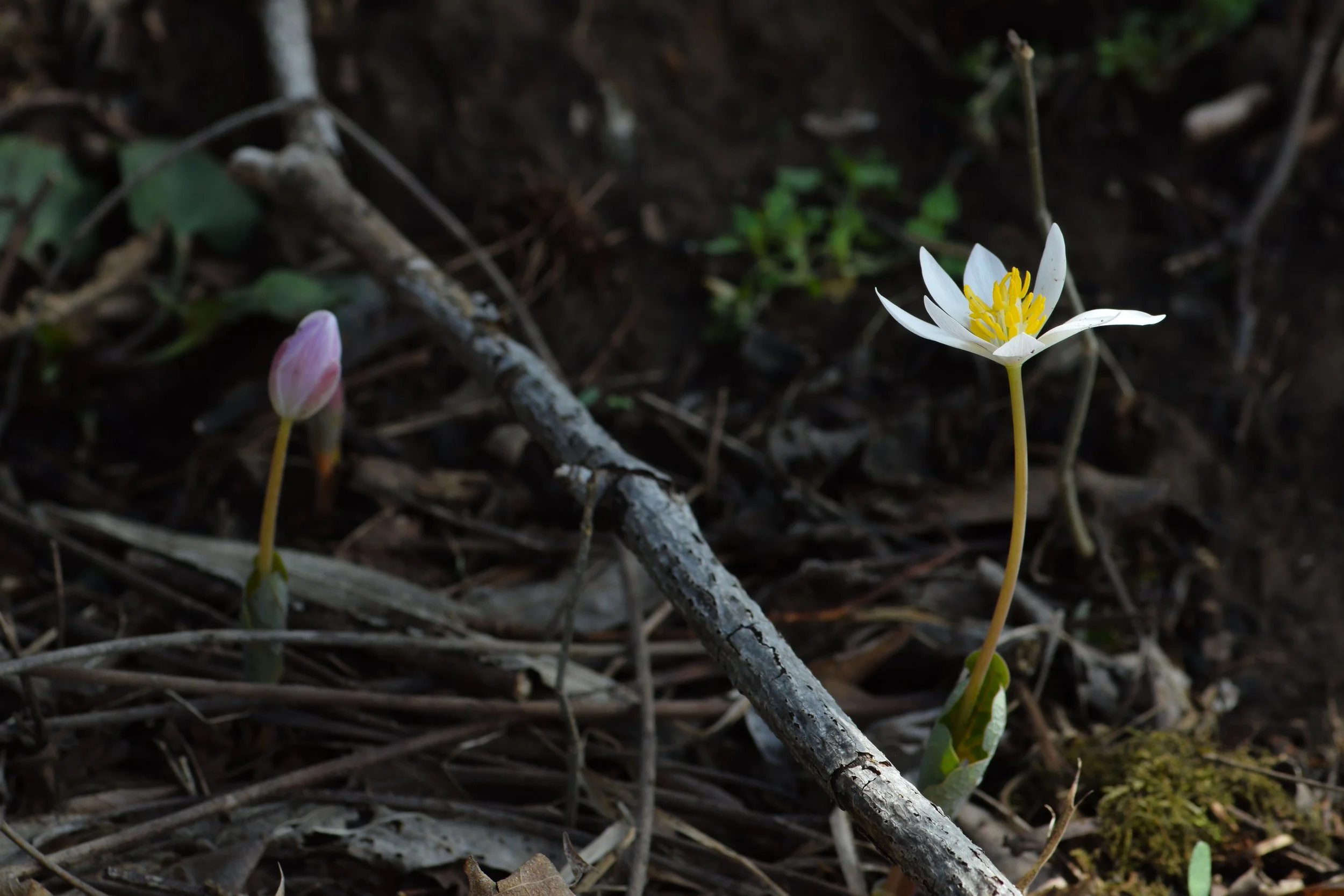Bloodroot