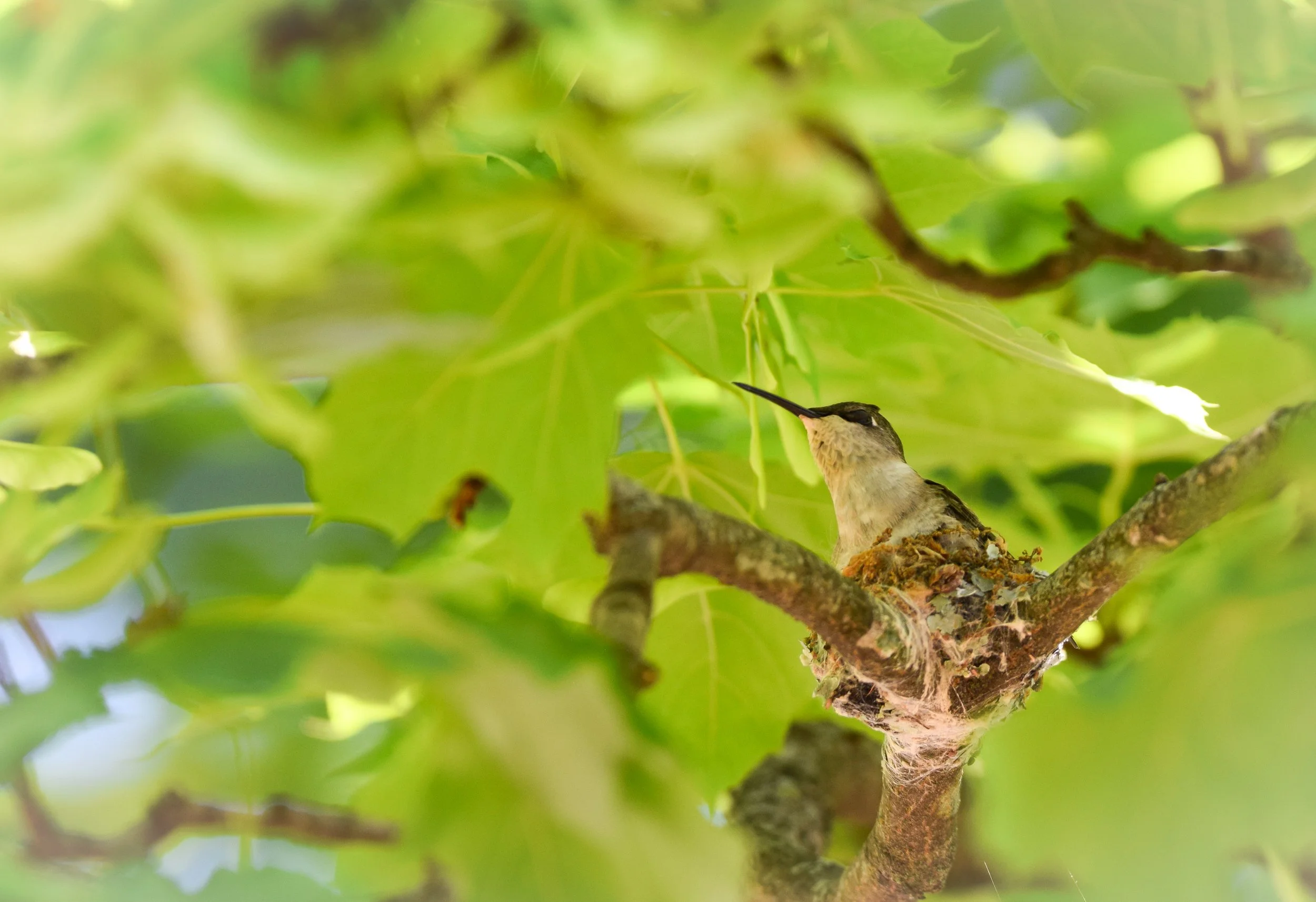 Ruby-throated Hummingbird