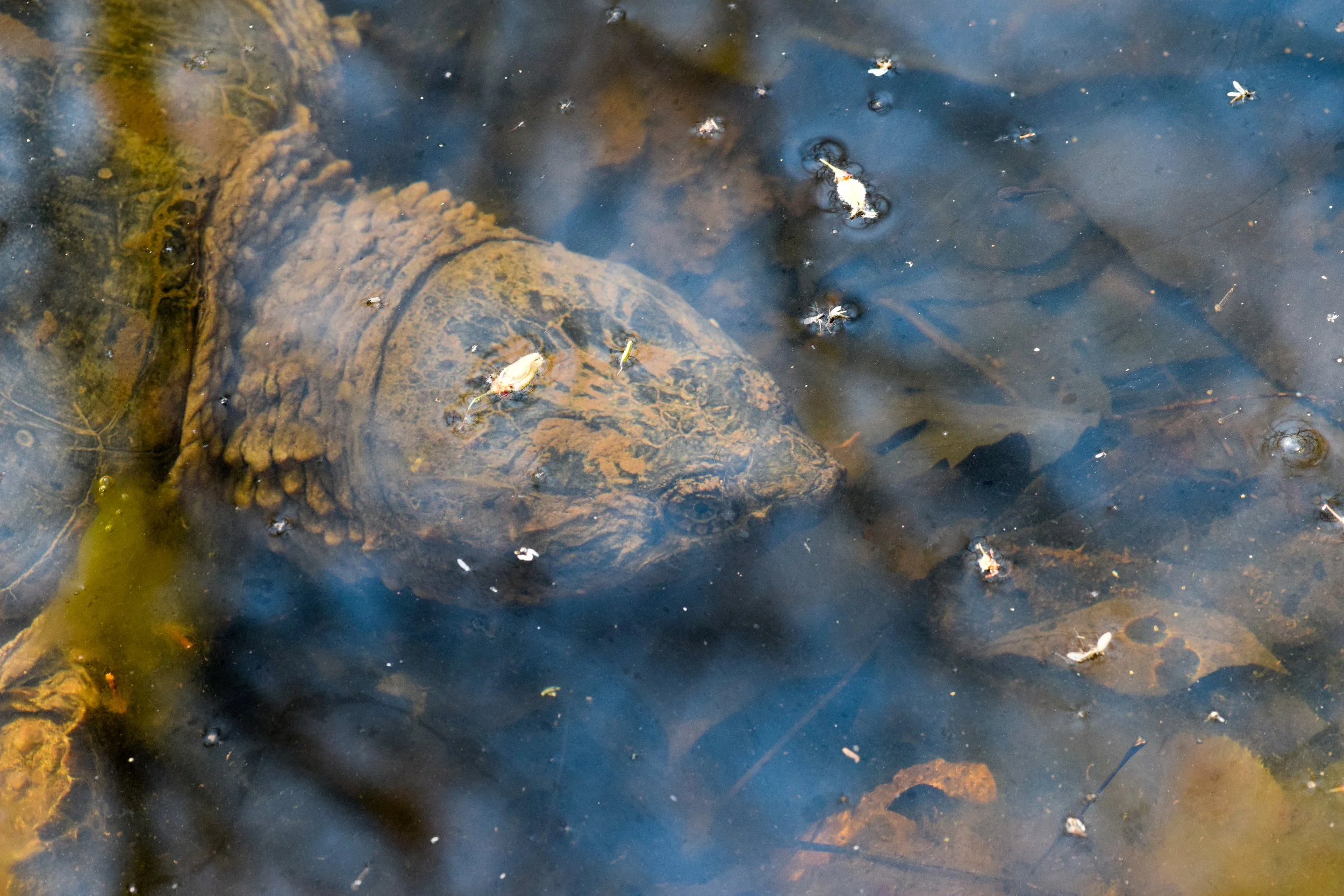 Common Snapping Turtle
