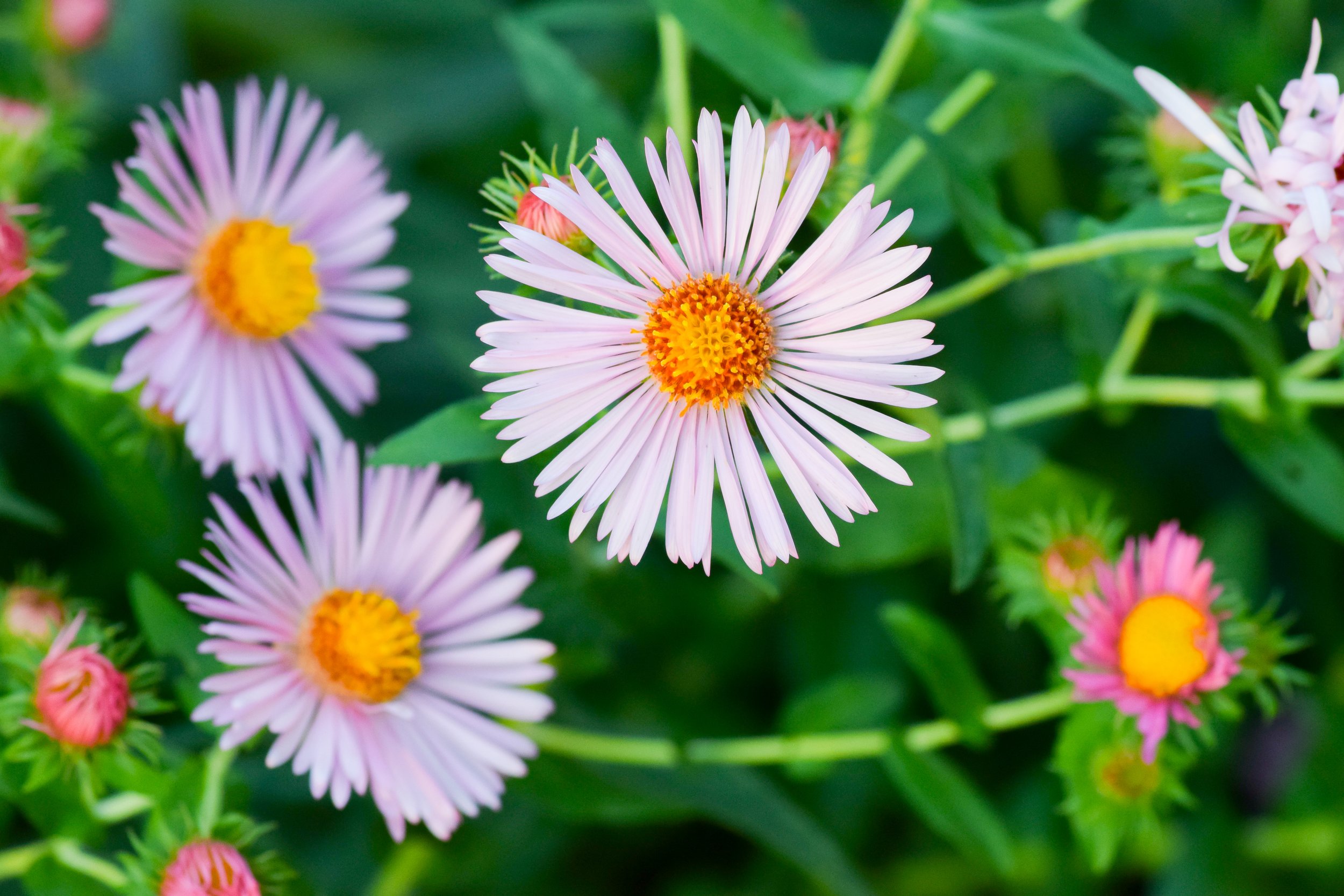 New England Aster
