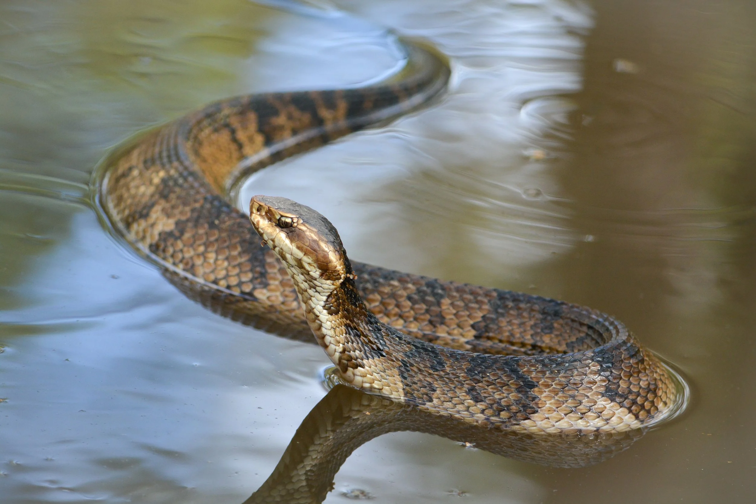 Cottonmouth