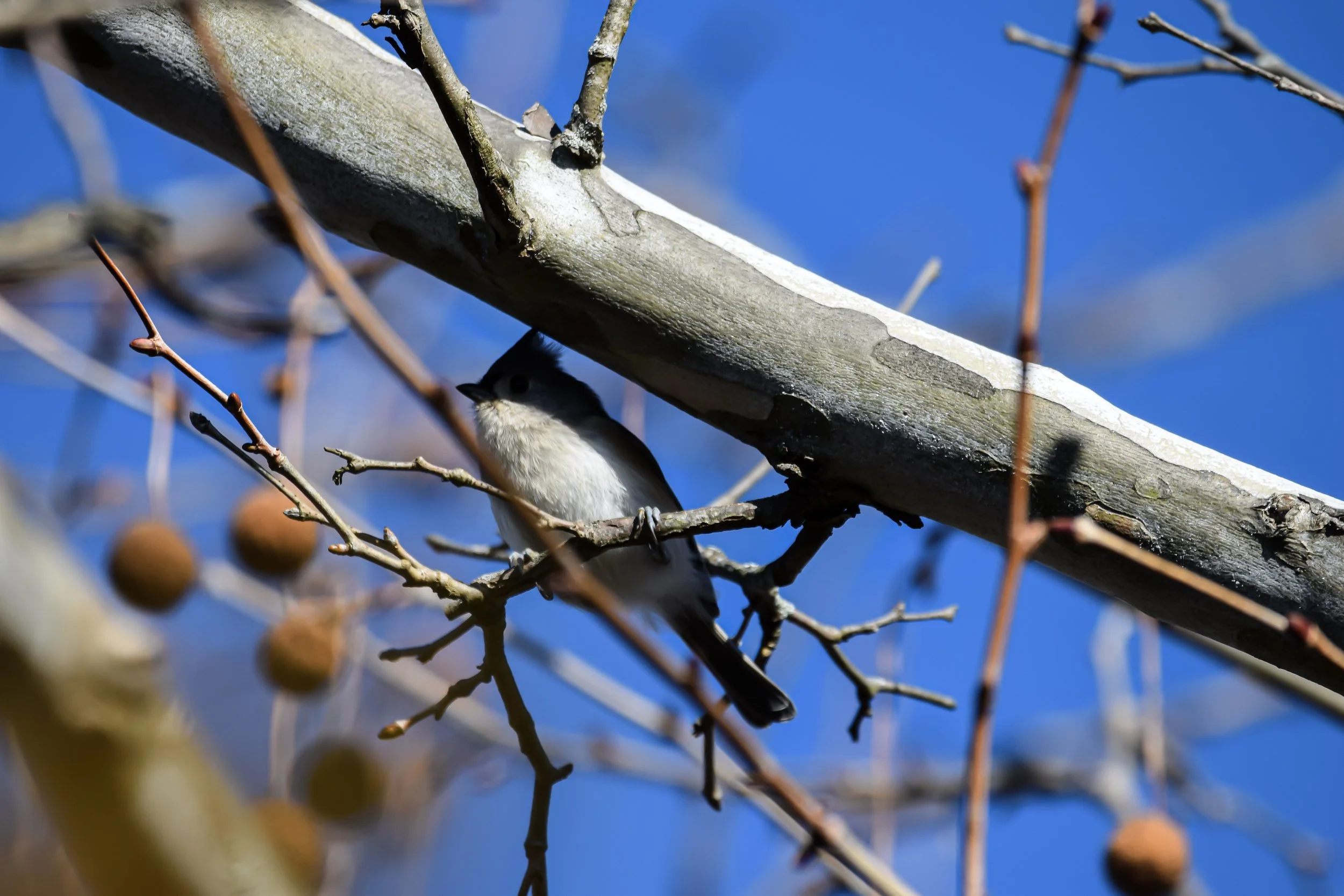 Tufted Titmouse