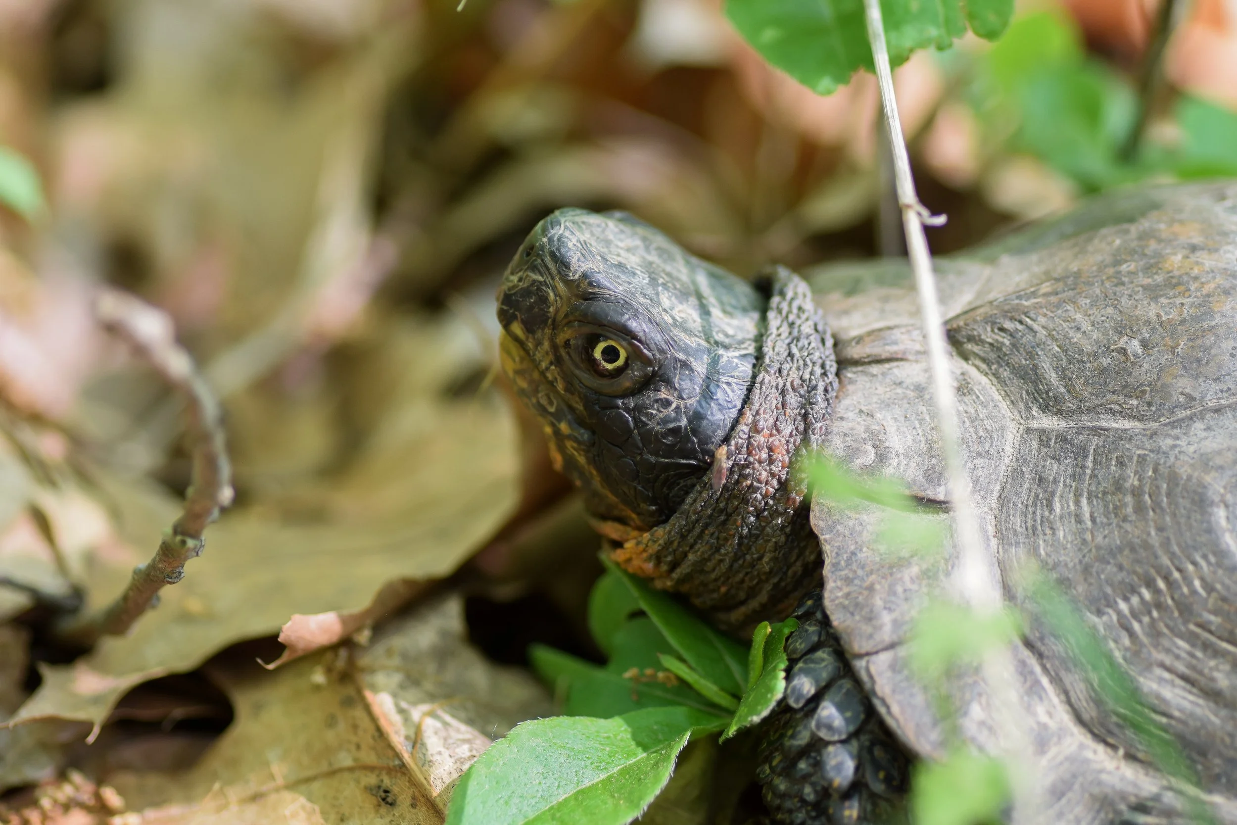 Wood Turtle