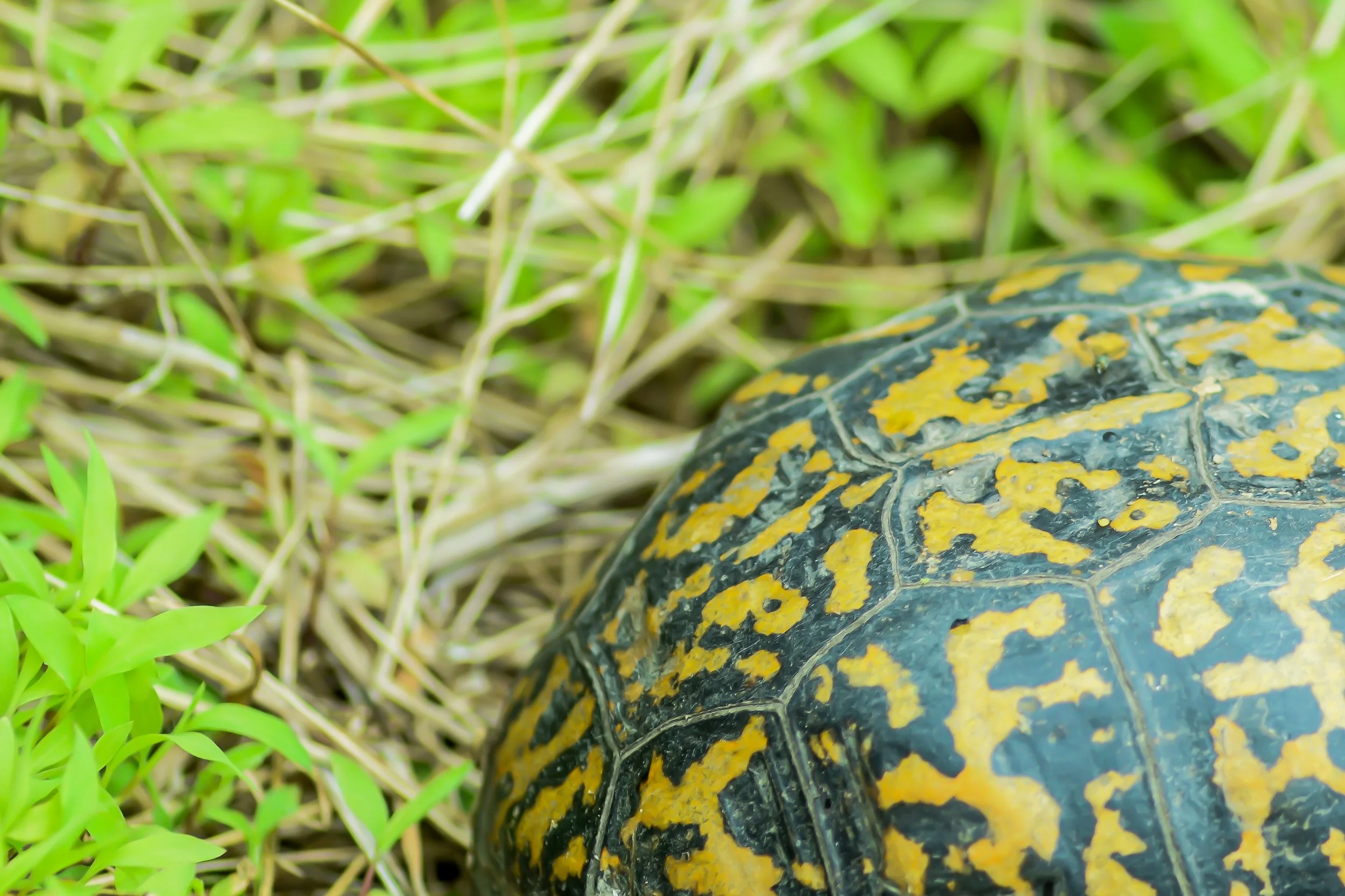 Eastern Box Turtle