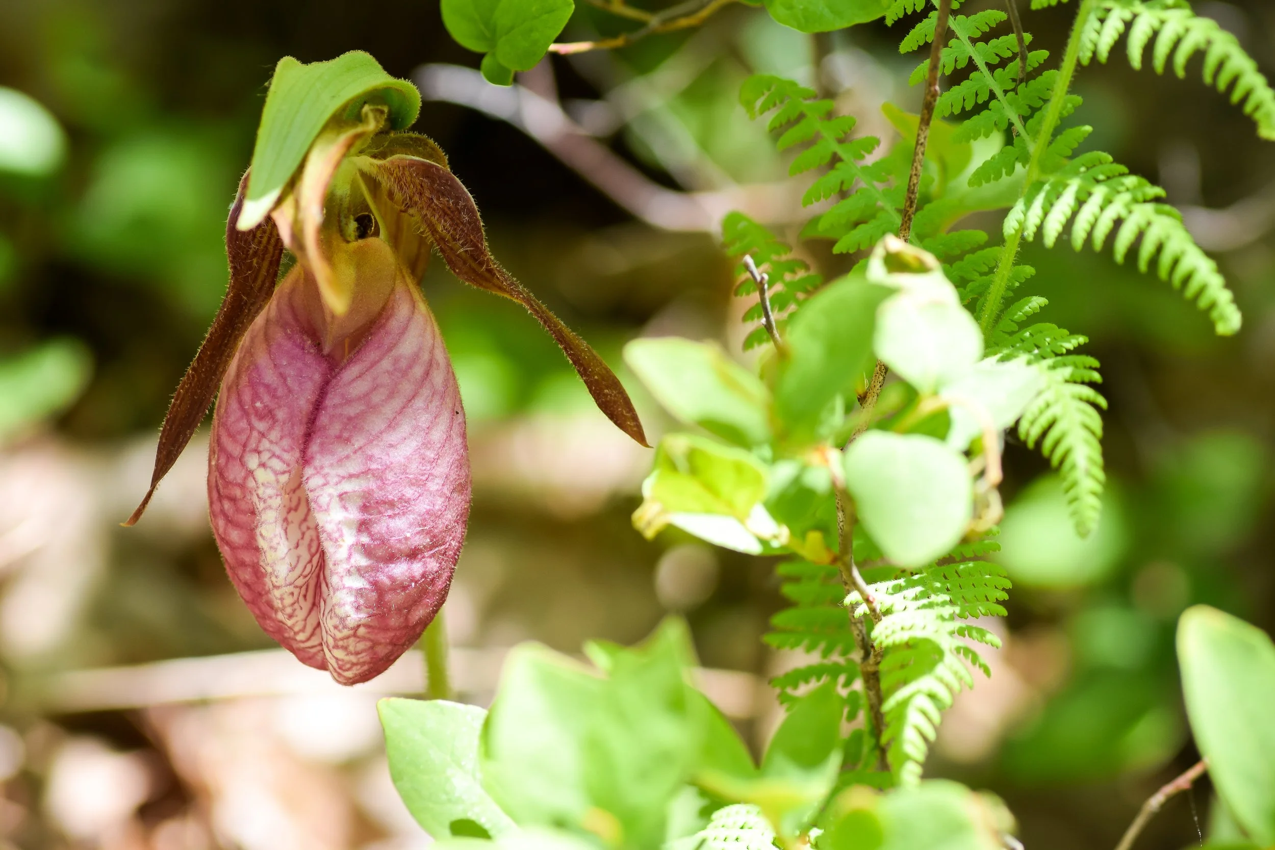 Pink Lady's Slipper