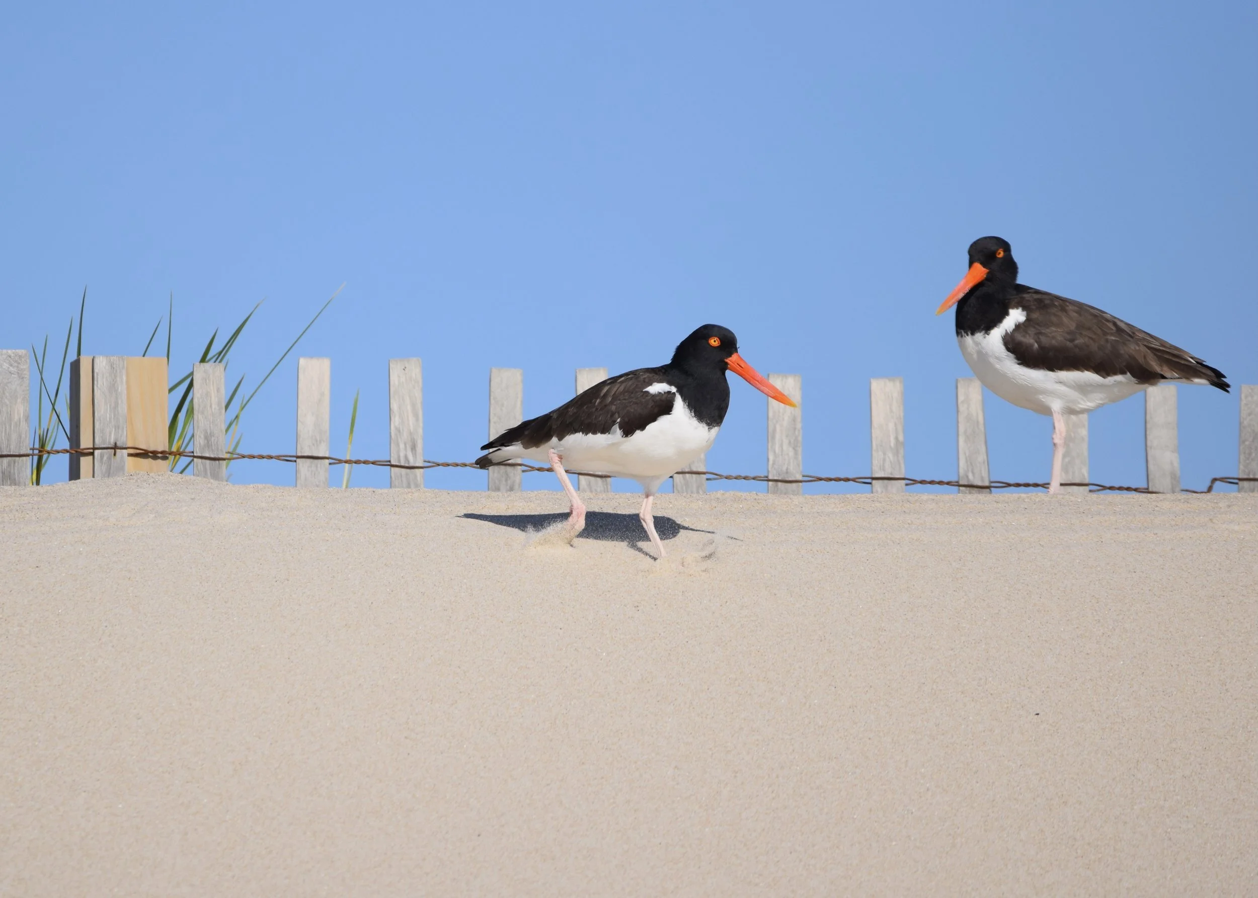 Oystercatchers