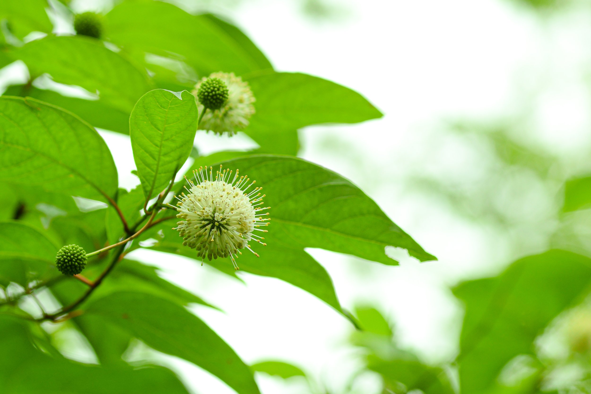 Buttonbush