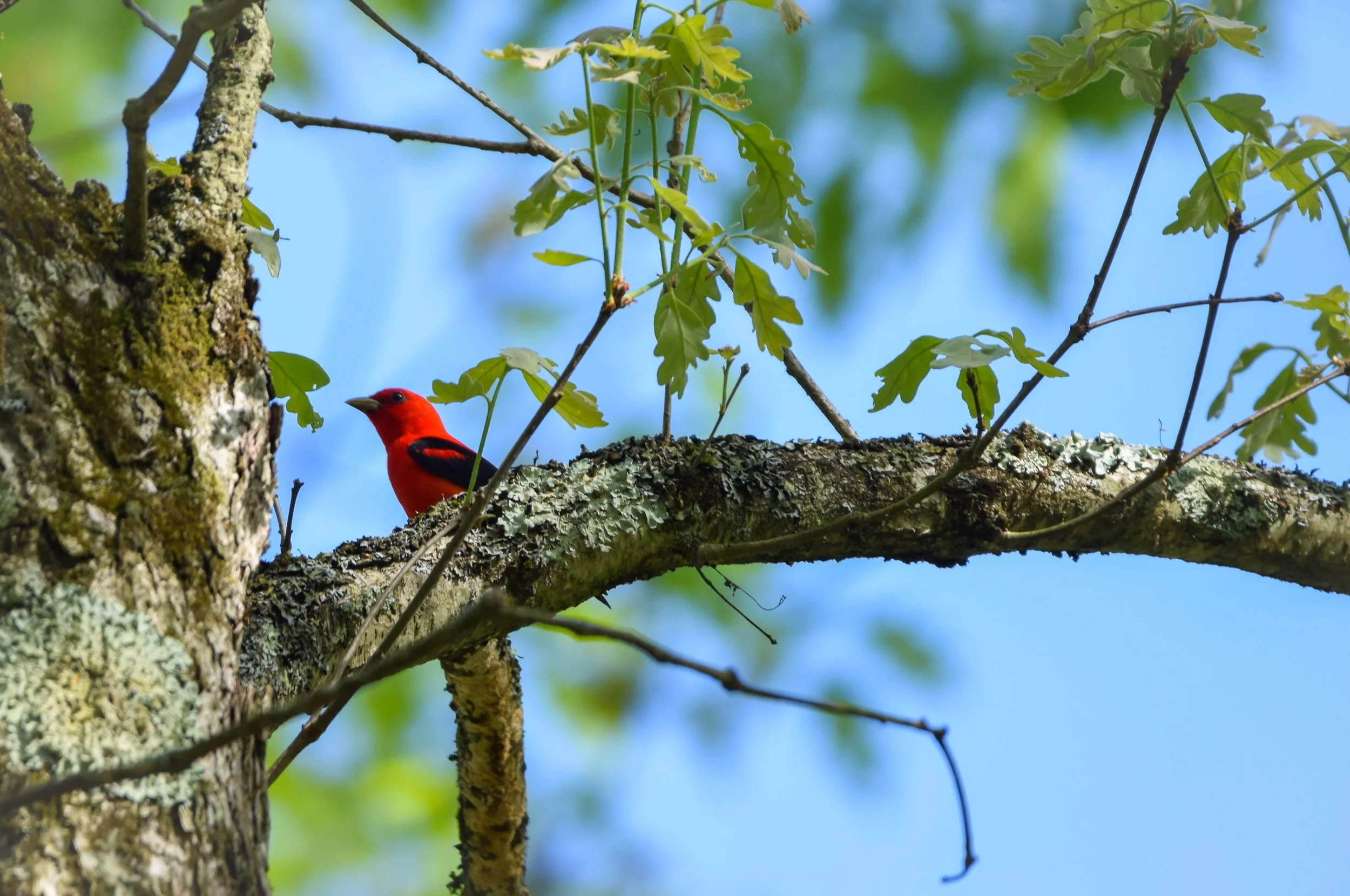 Scarlet Tanager