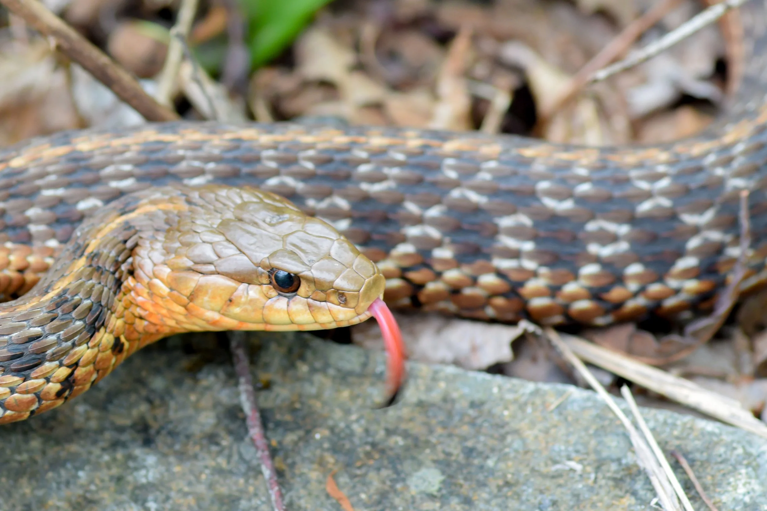 Eastern Gartersnake