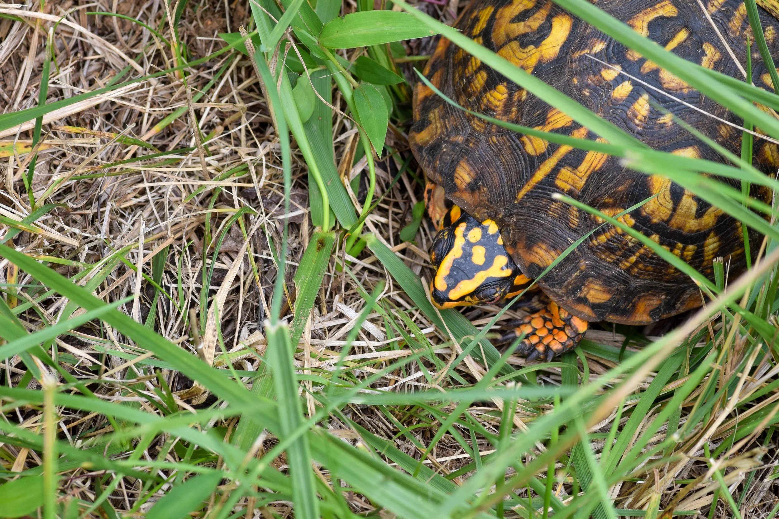 Eastern Box Turtle