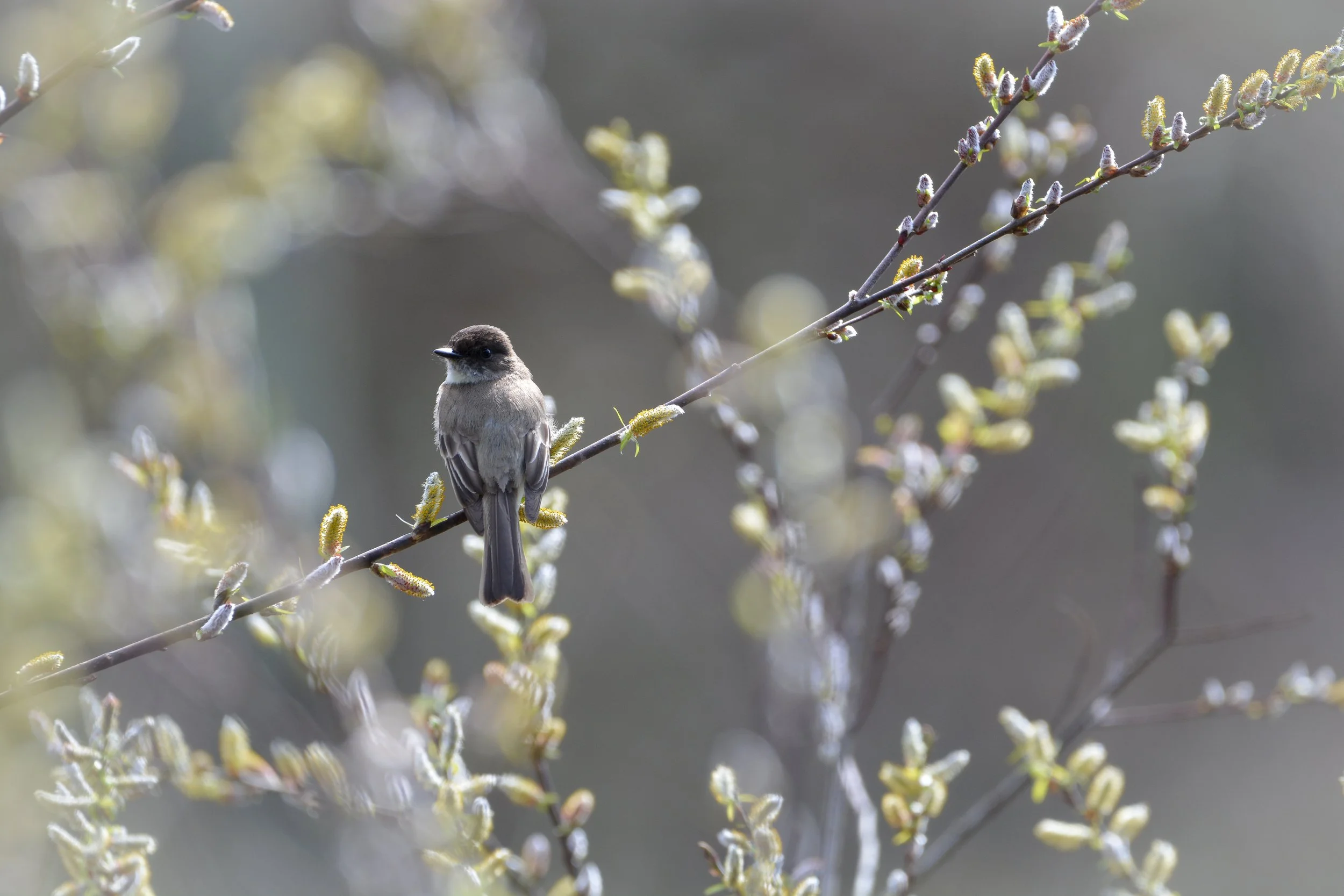 Eastern Phoebe