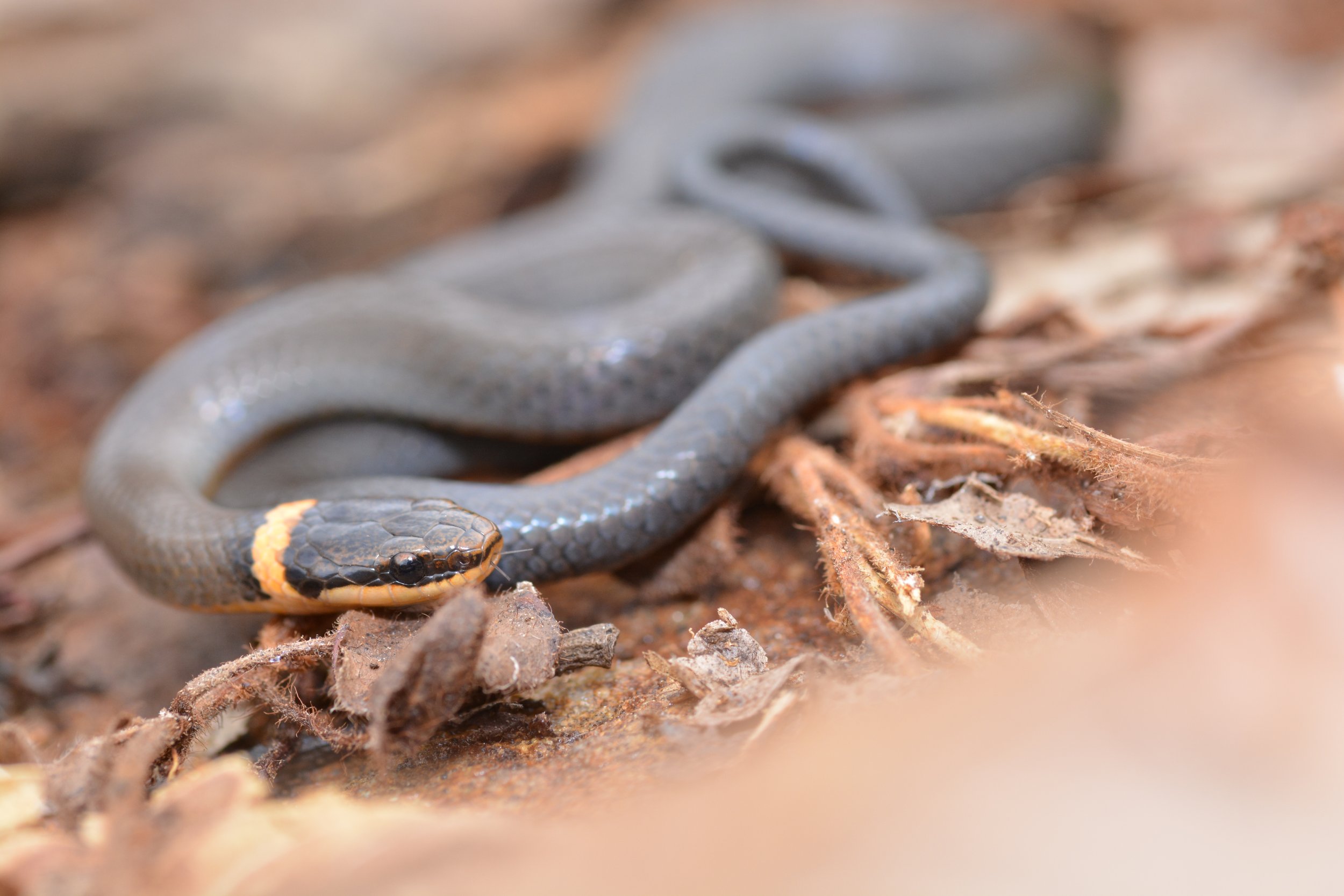 Northern Ringneck Snake