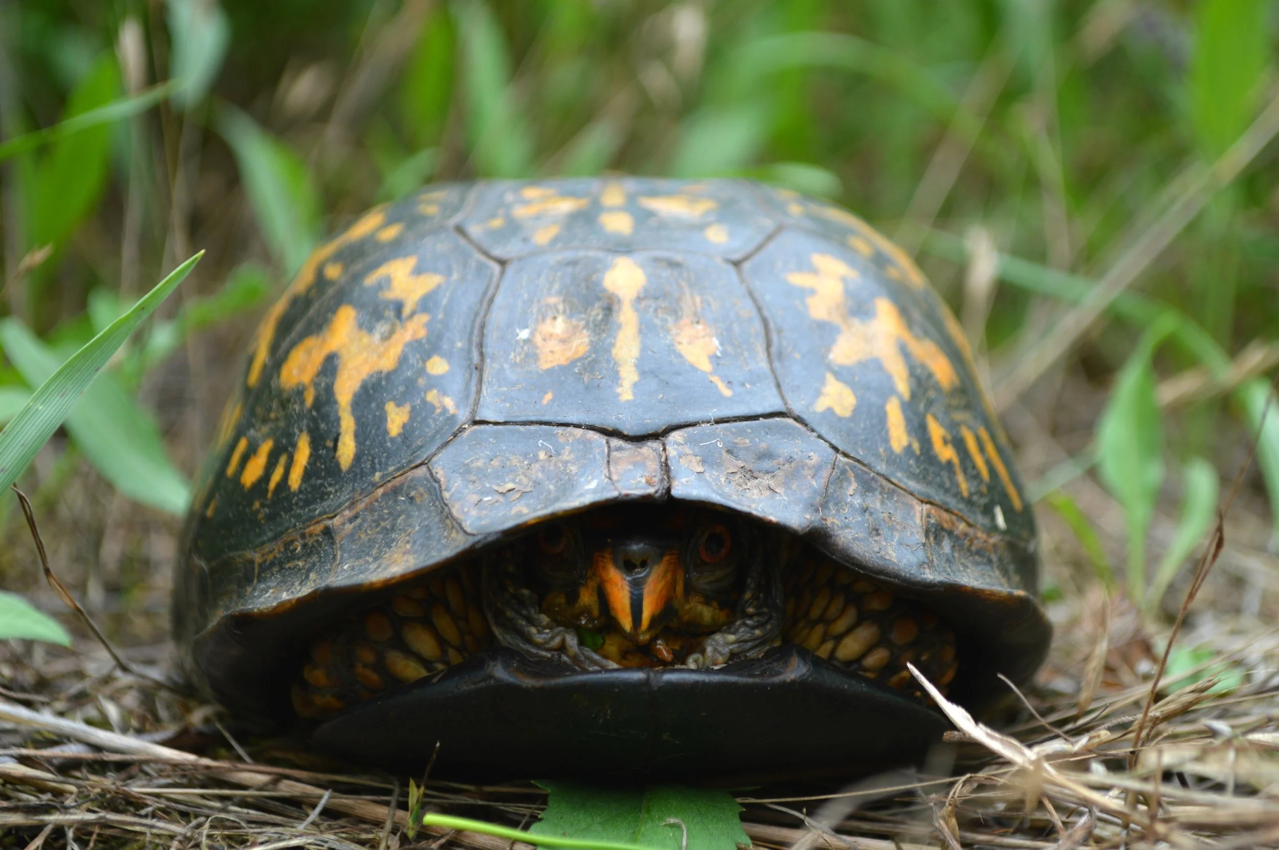Eastern Box Turtle