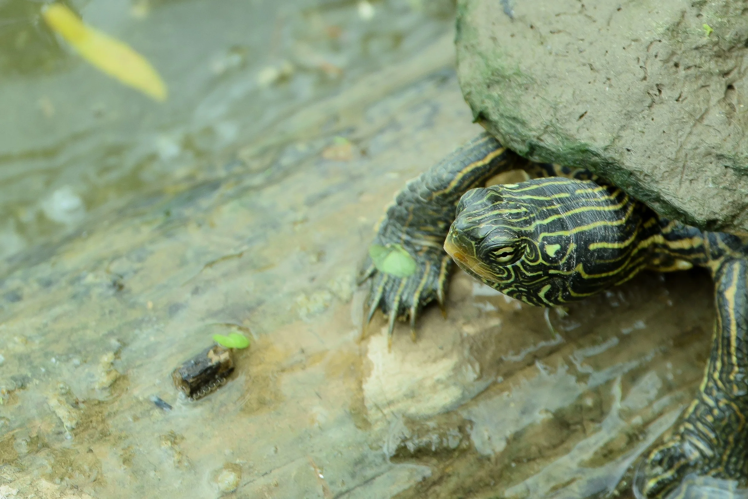 Northern Map Turtle
