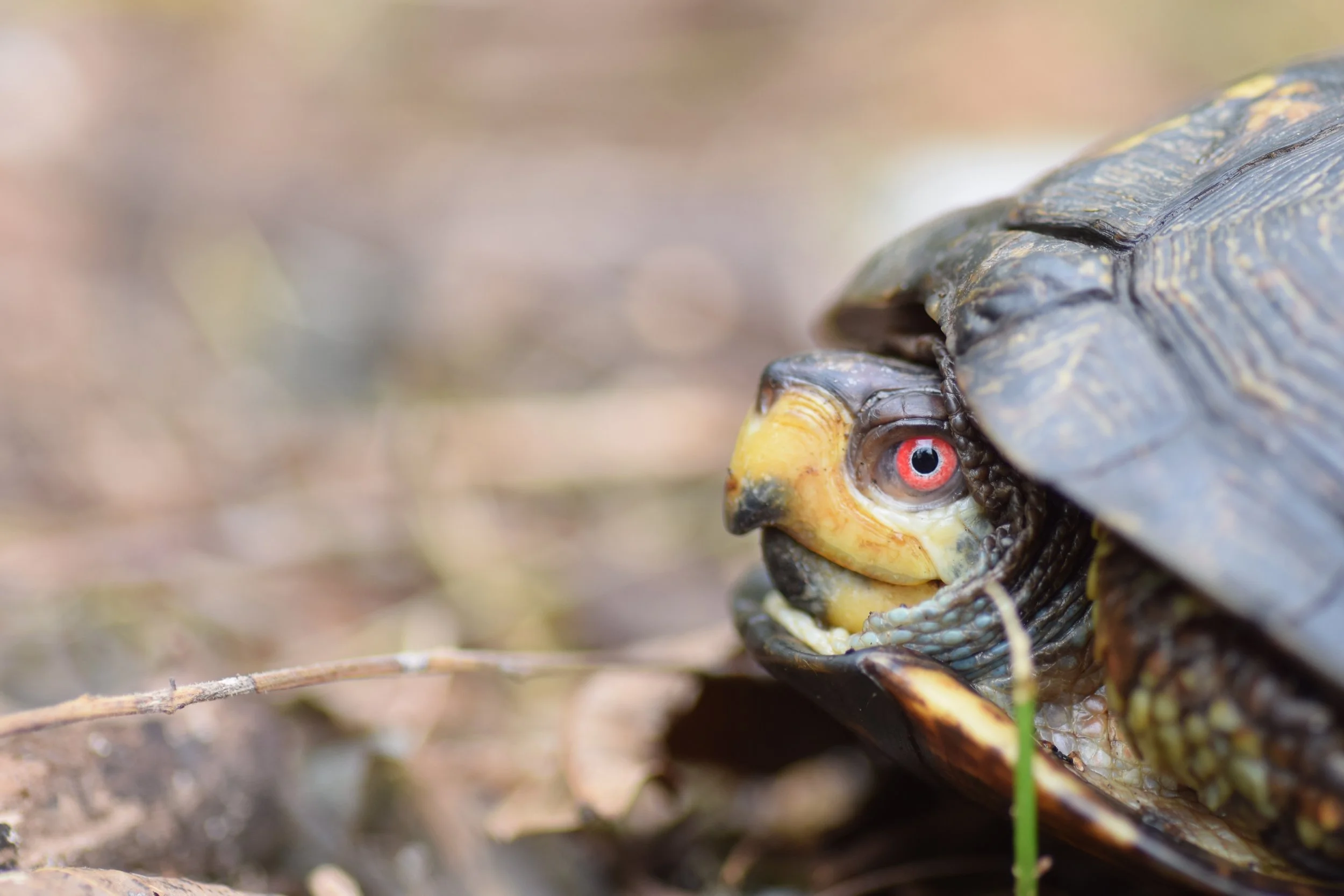Eastern Box Turtle
