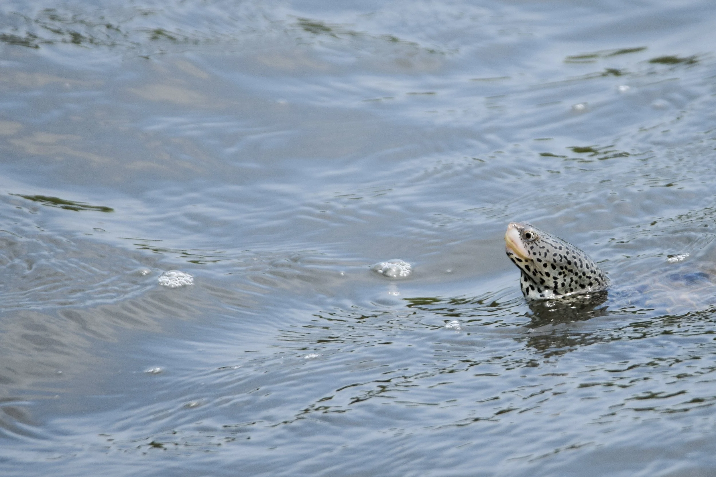 Diamondback Terrapin