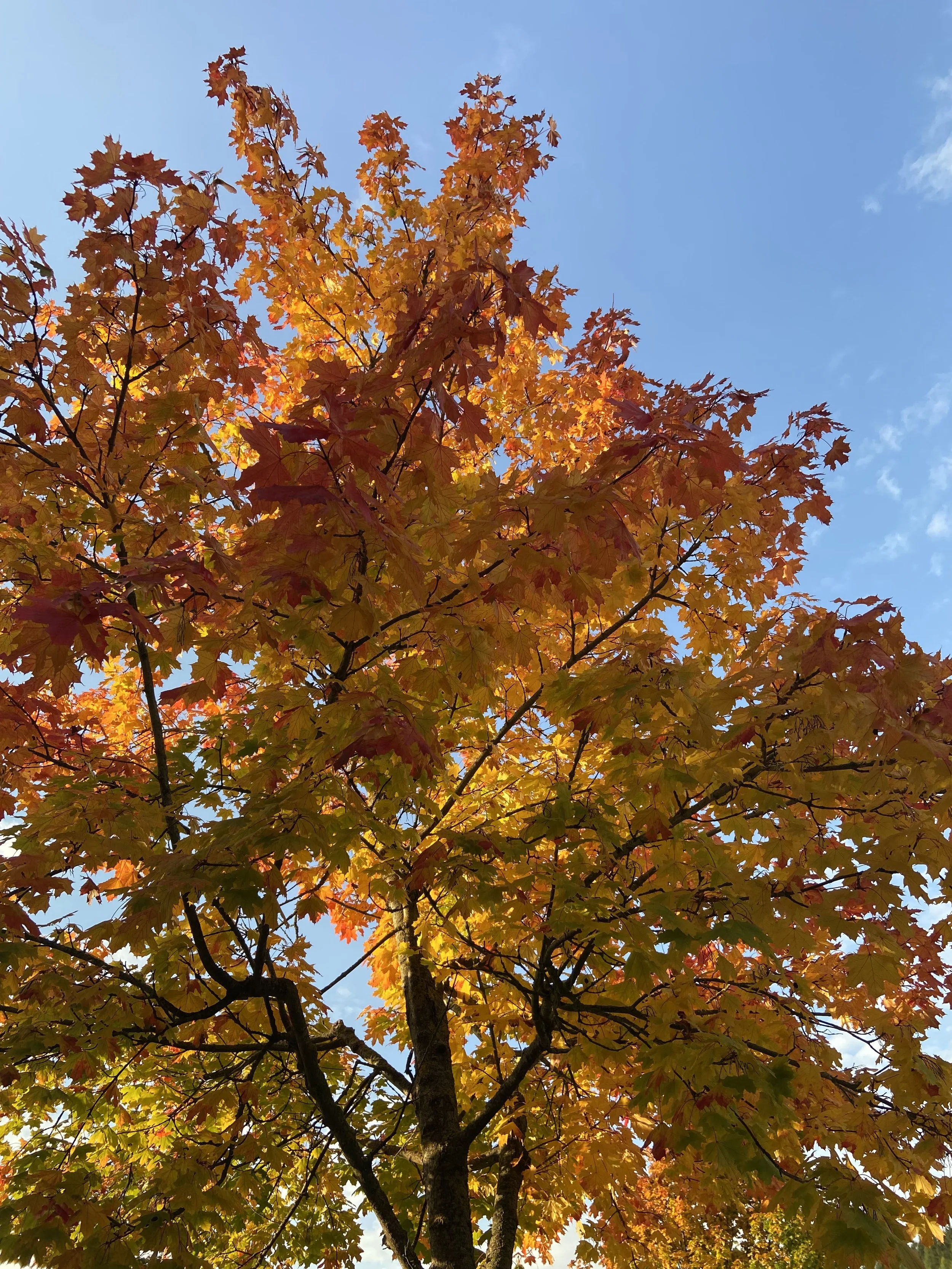 Herbstkurse - Restplätze 