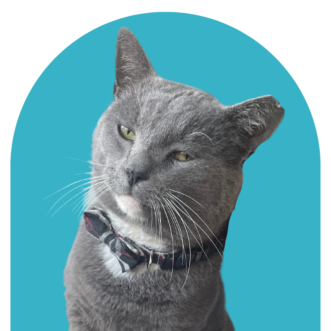 Gray cat with a plaid bowtie against a blue background.