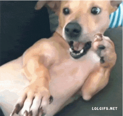 14 Animals Who Just Hit It Big
DoubleDown Casino