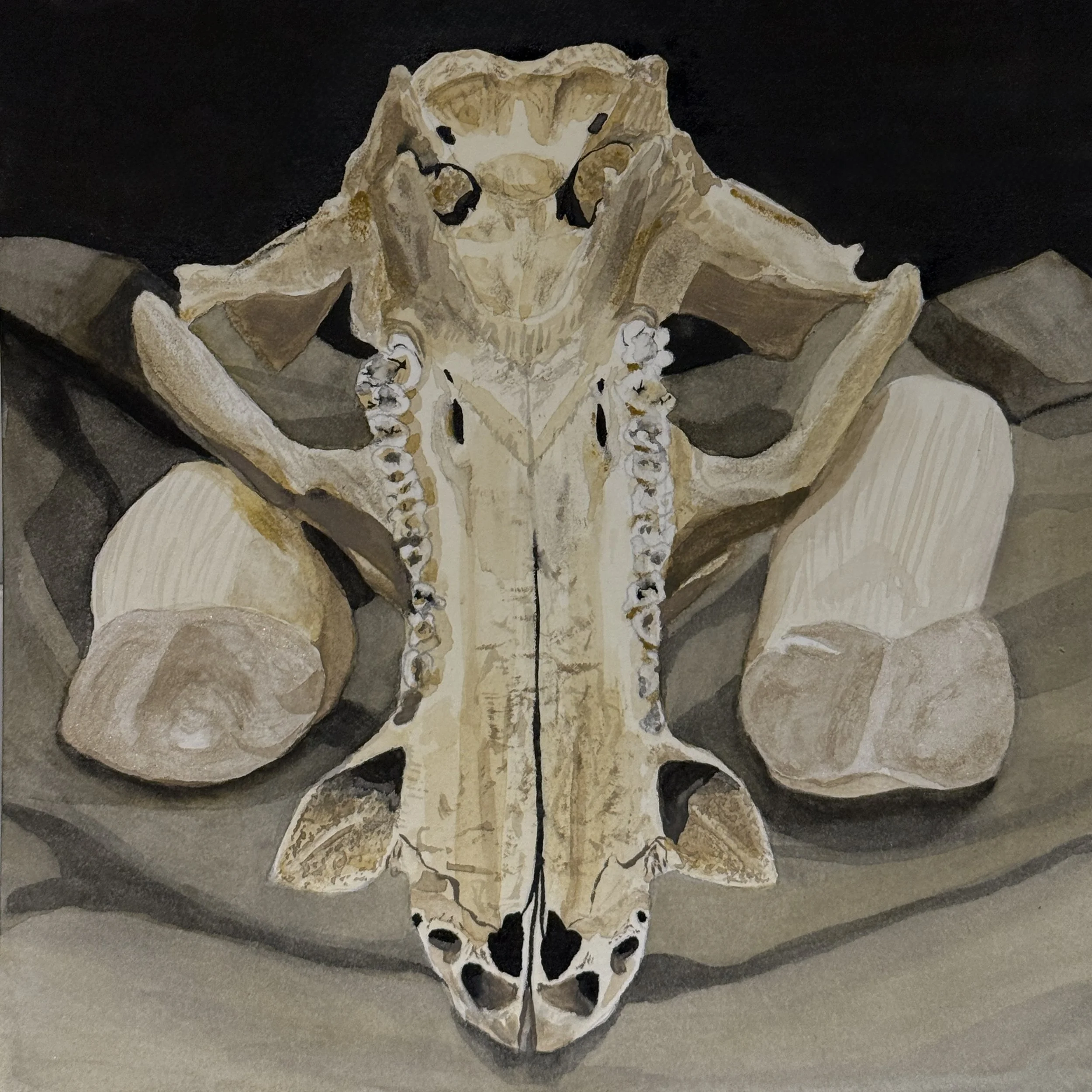 boar skull with mushrooms, watercolor