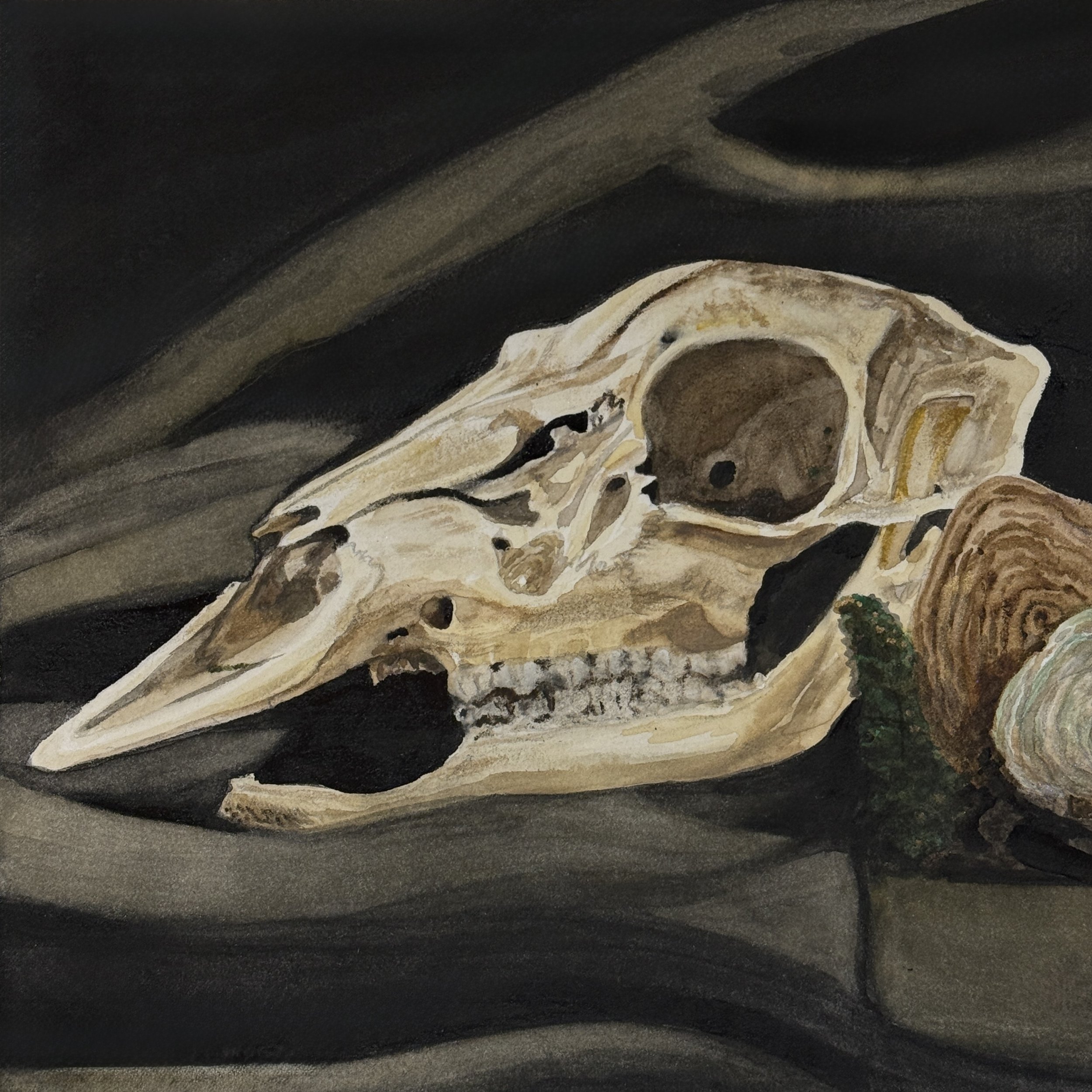 doe skull, watercolor
