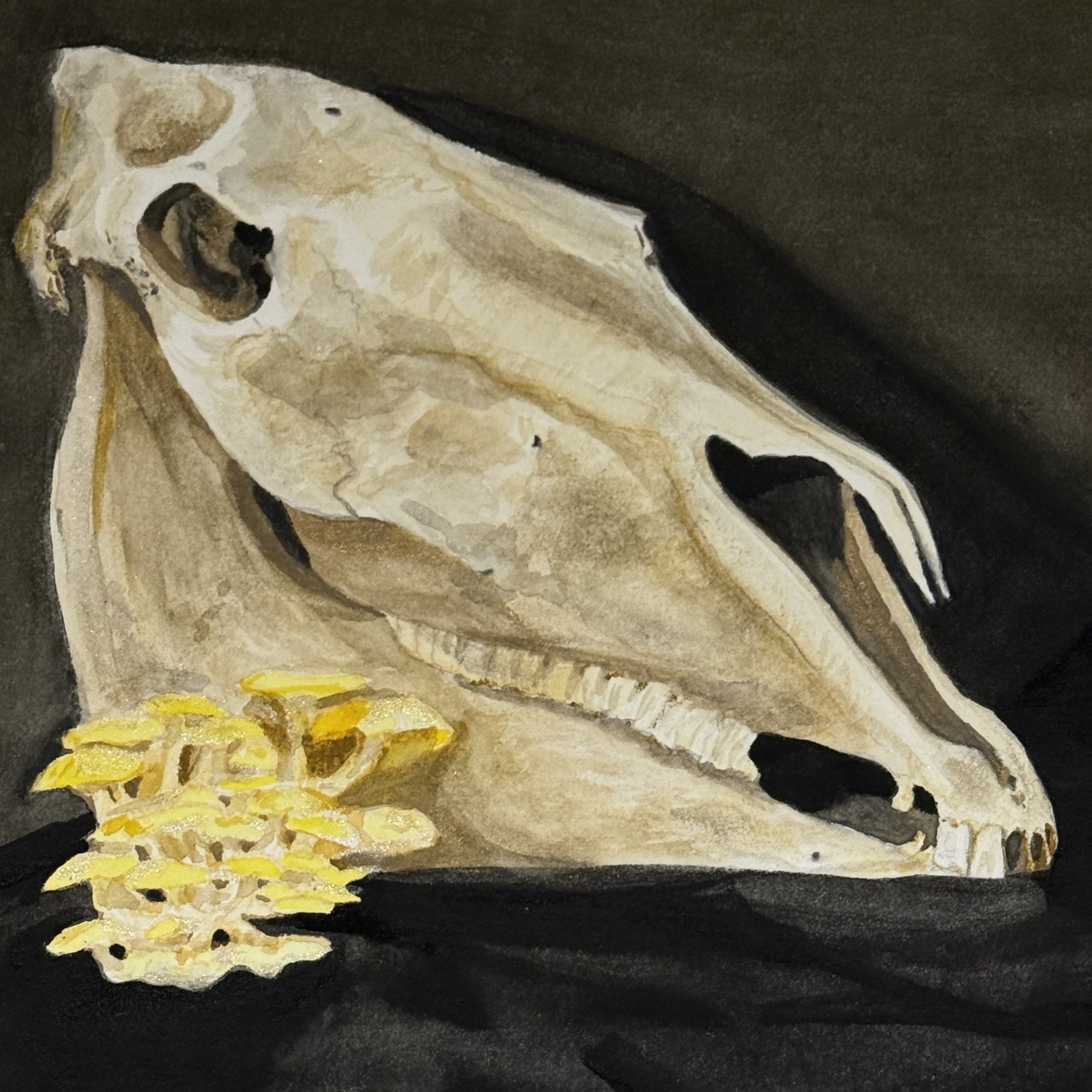 horse skull, watercolor
