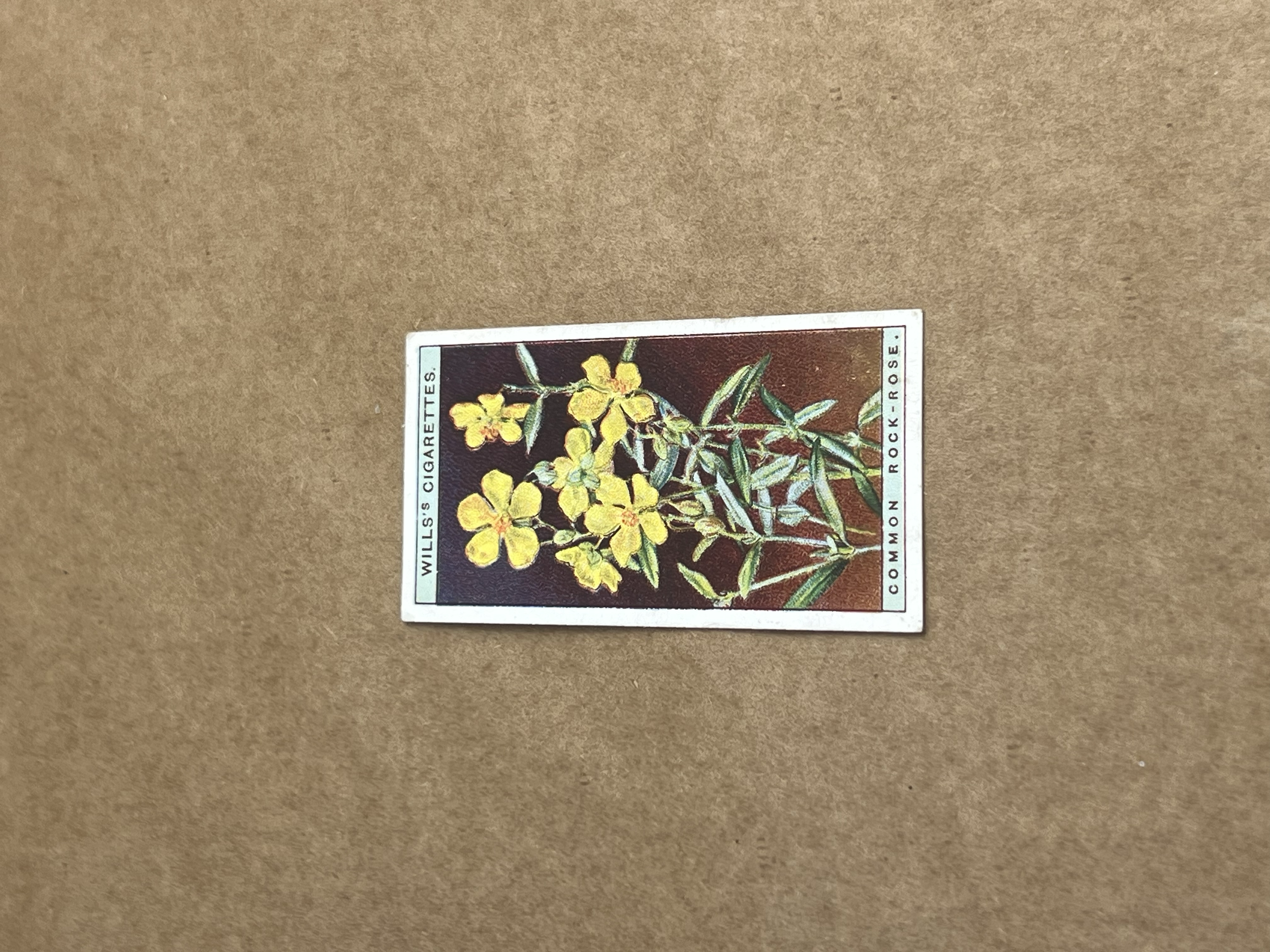 Common Rock Rose Wills Cigarrettes 1918-1939 Front.png