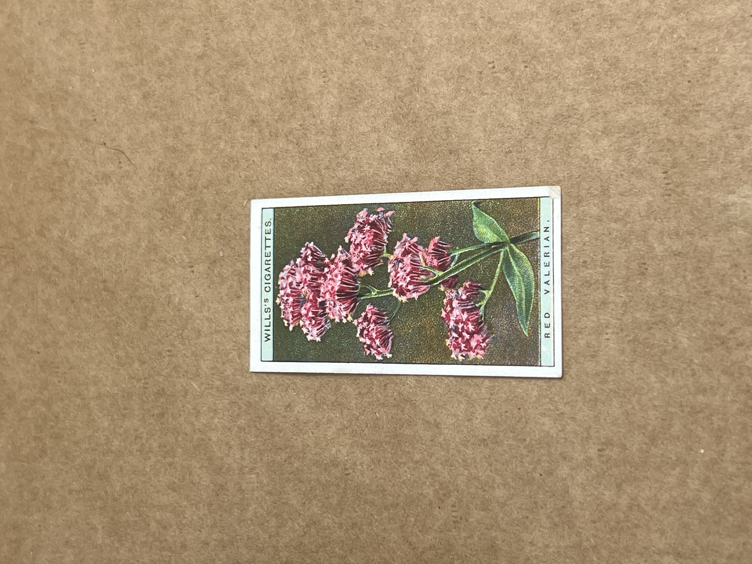 Red Valerian Will's Cigarettes 1919-1934 front.png