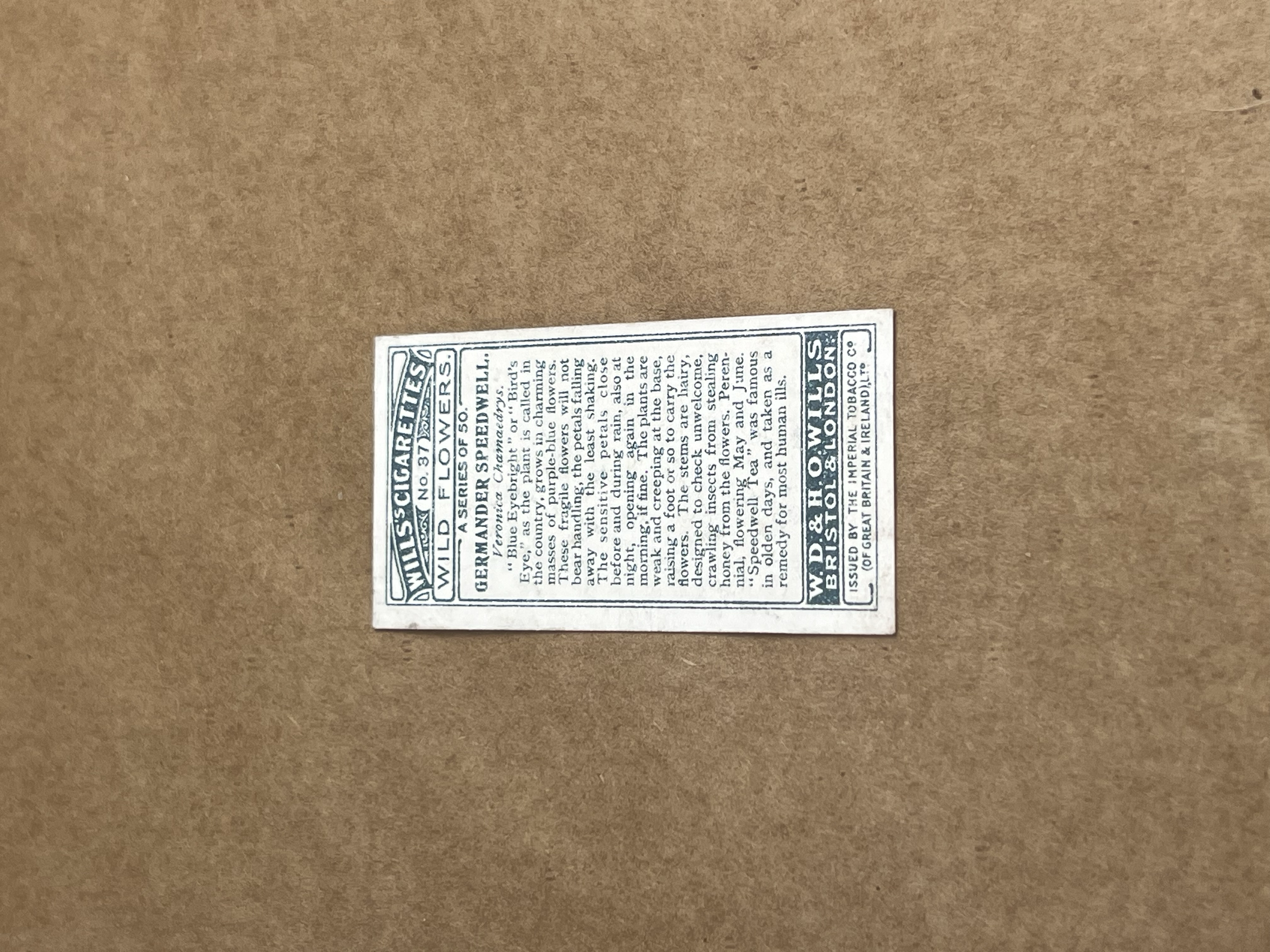 Germander Speedwell Will's Cigarettes 1919-1934 Back.png