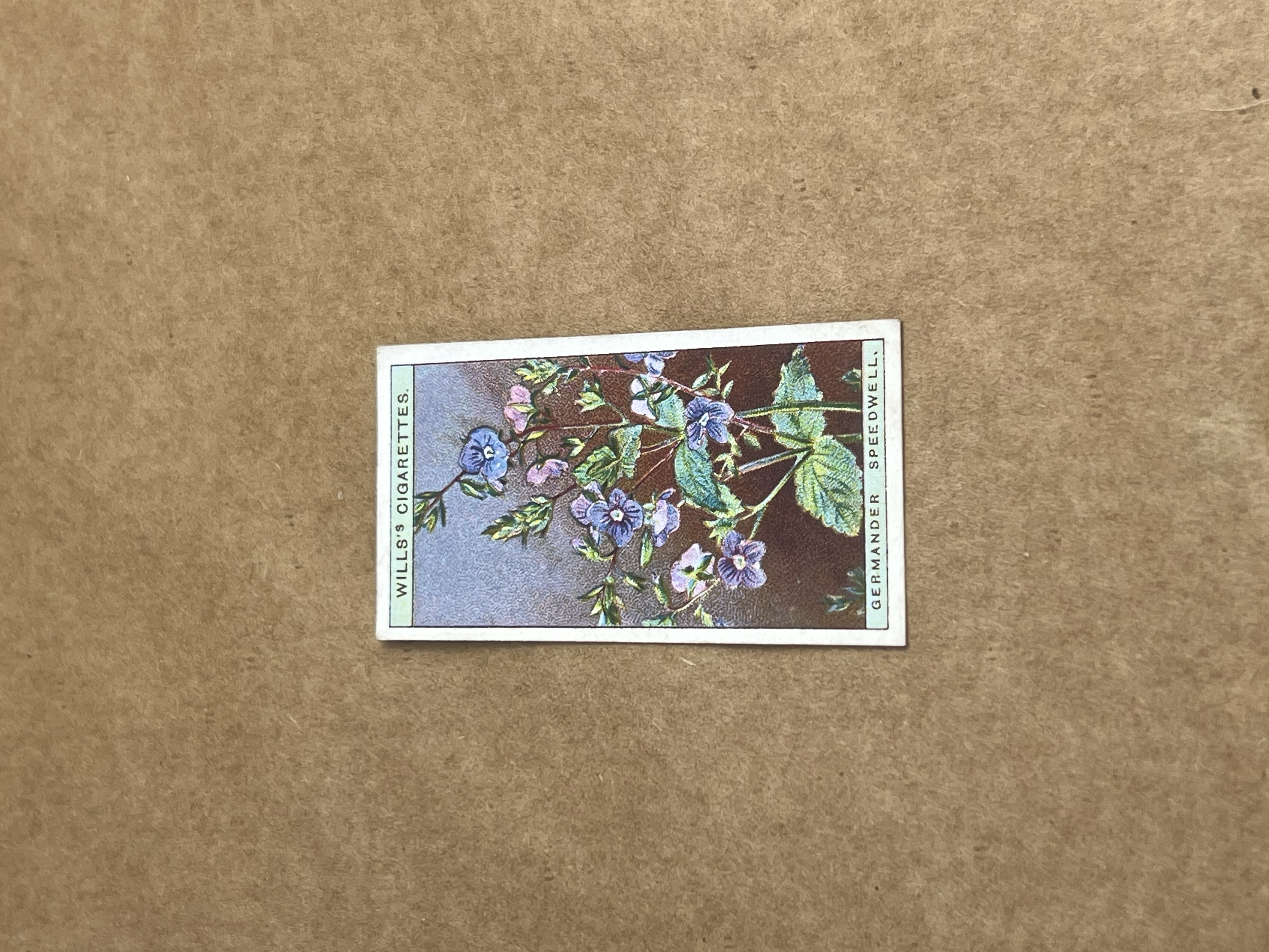 Germander Speedwell Will's Cigarettes 1919-1934 Front.png