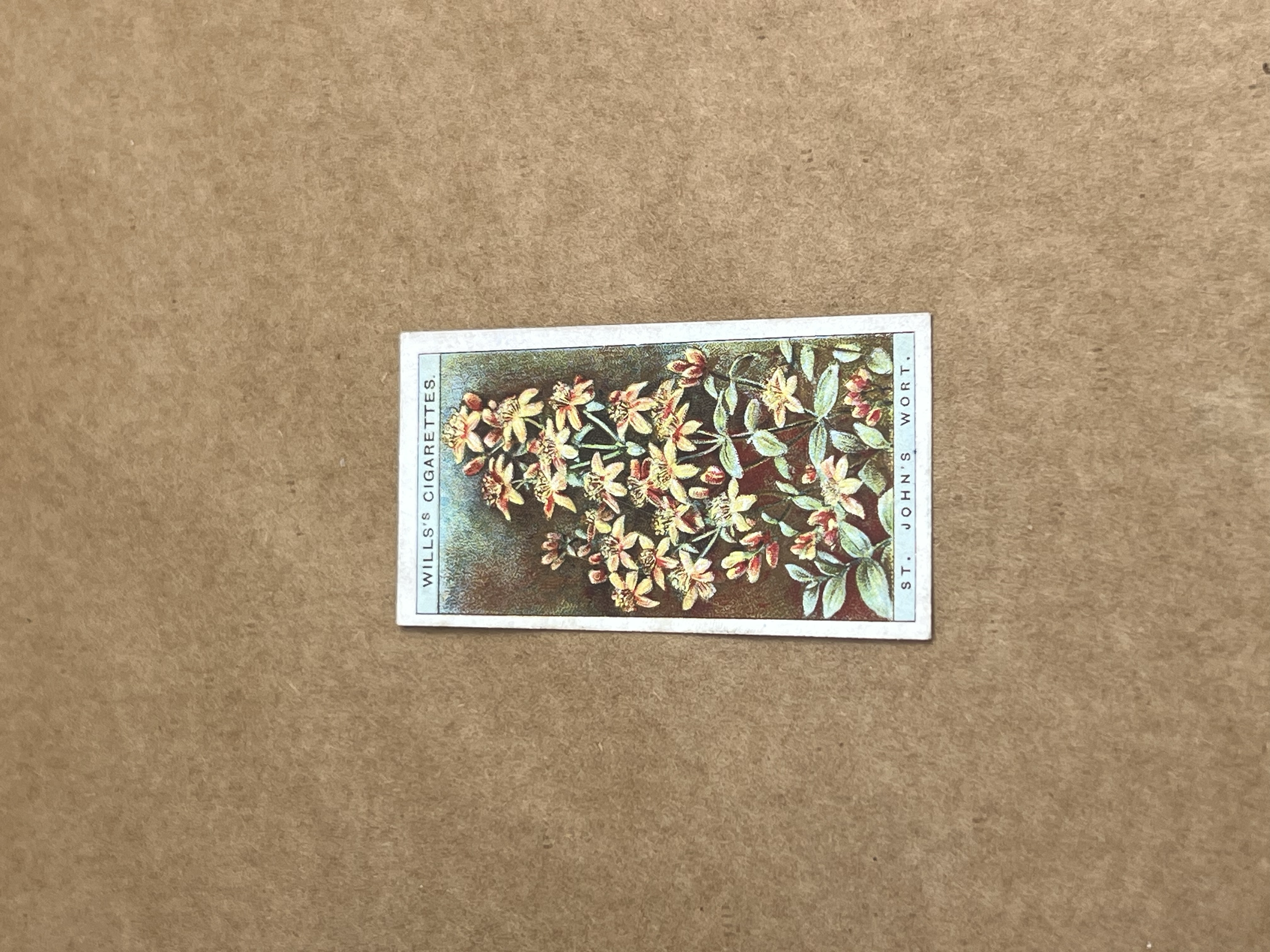 St John's Wort Will's Cigarettes 1919-1934 Front.png