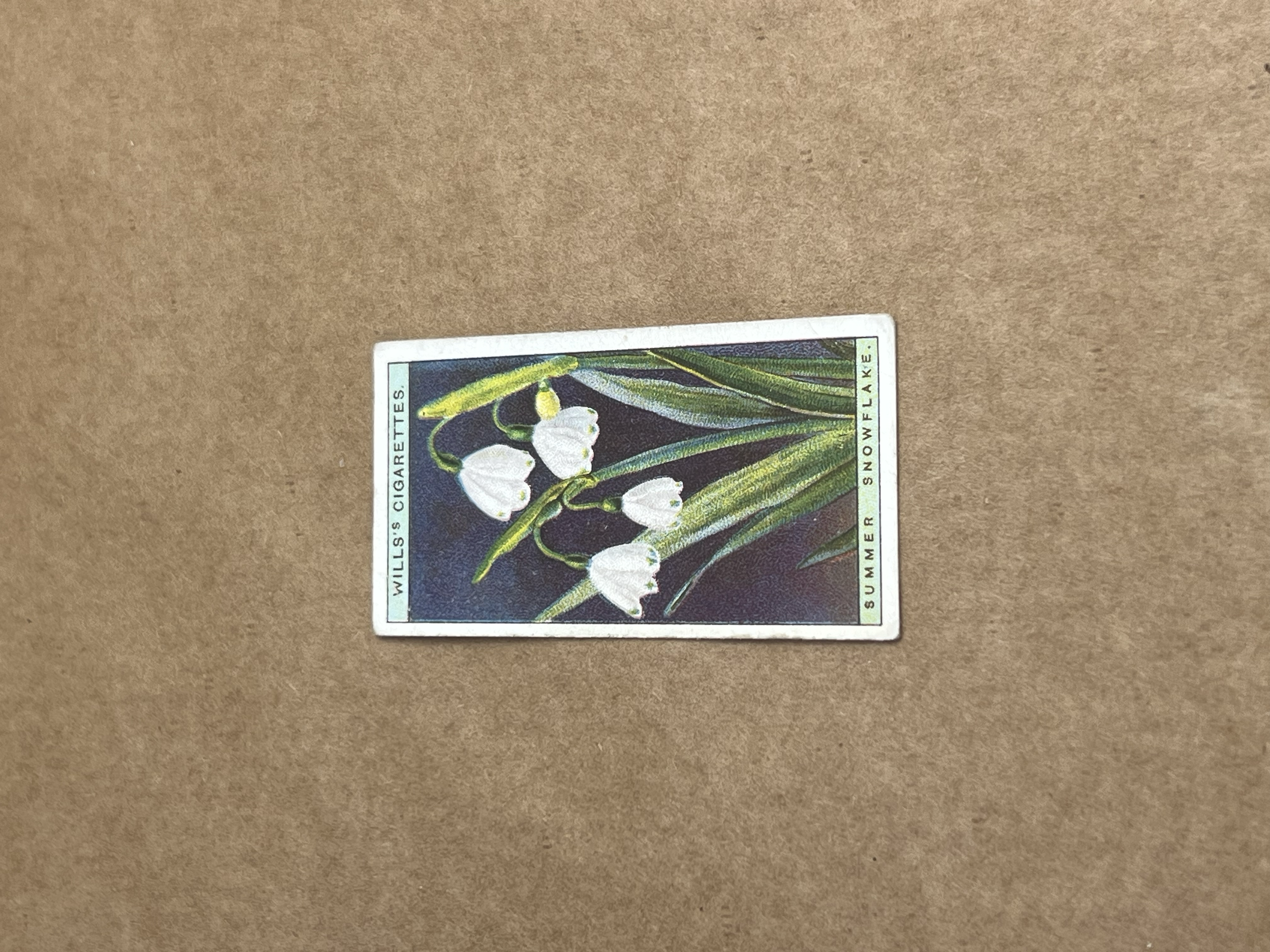 Summer Snowflake Will's Cigarettes 1919-1934 Front.png