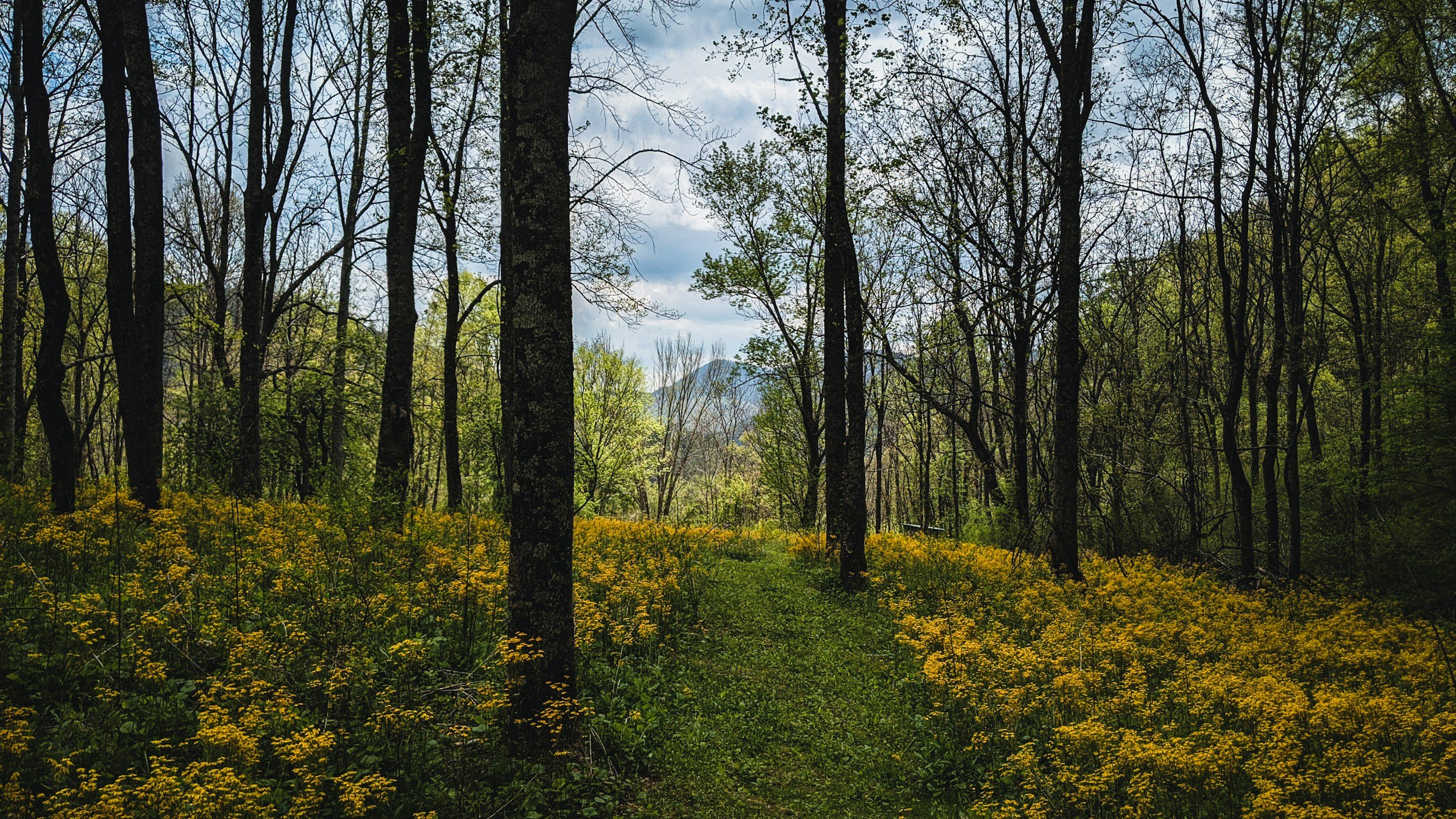 Tell me more about forest bathing…
