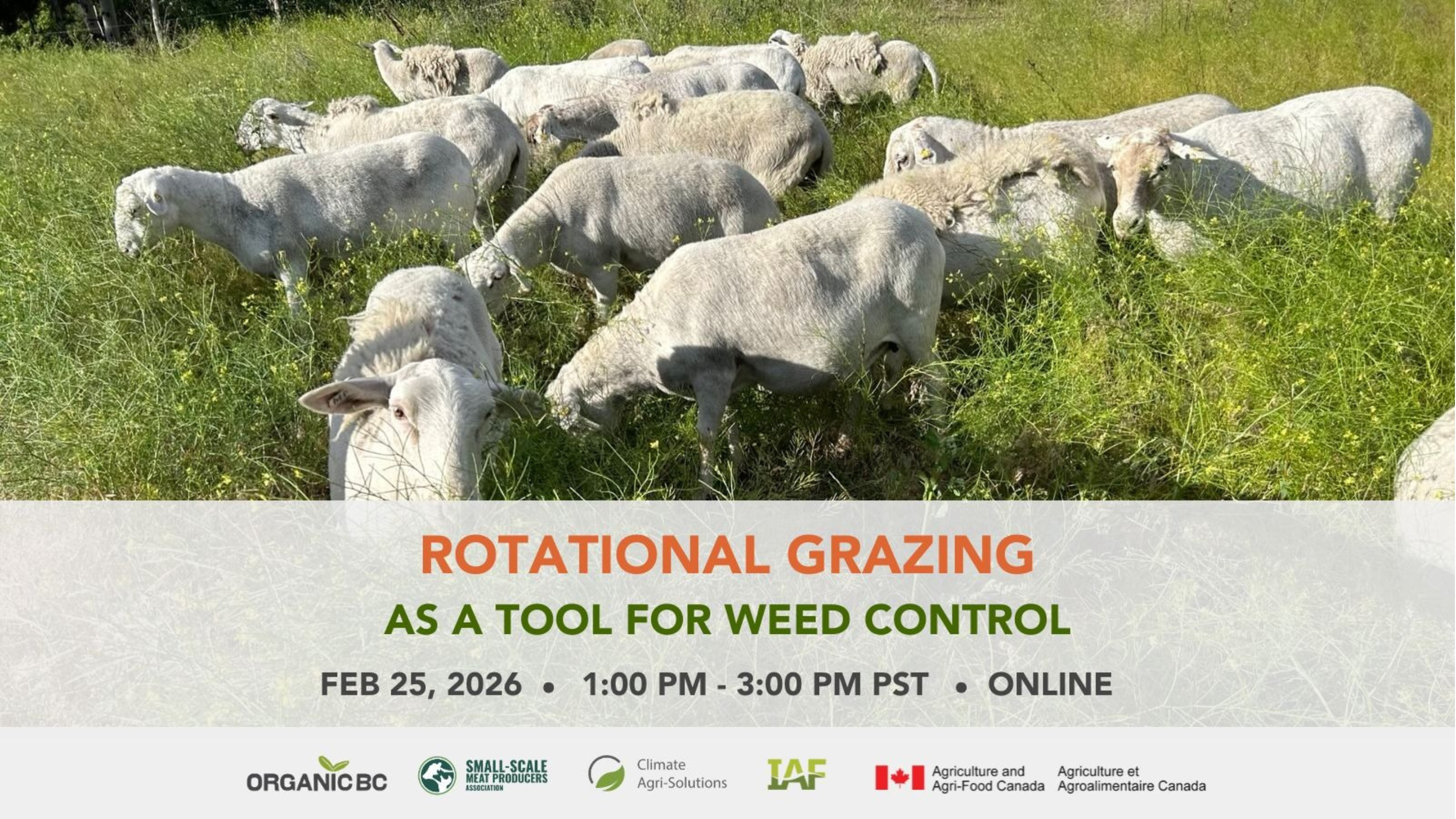 Rotational Grazing as a Tool for Weed Control
