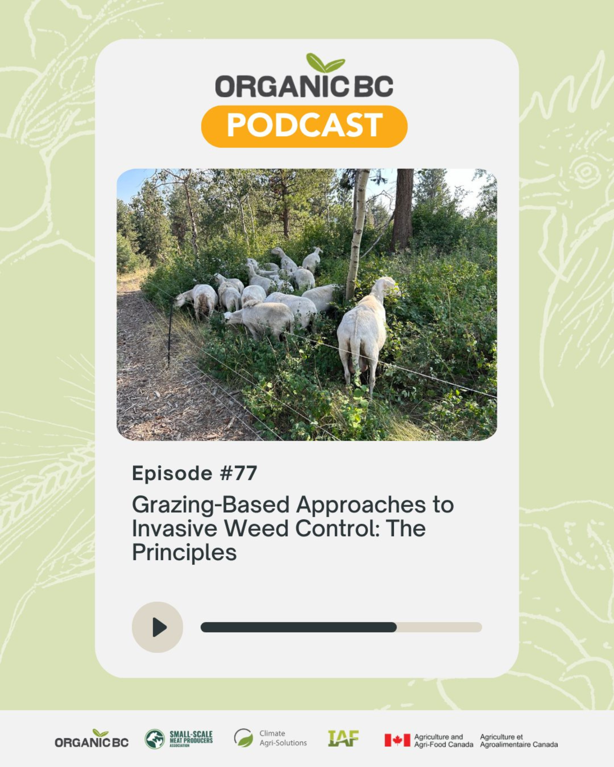 Managed Grazing for Weed Control Pt 1: The Principles