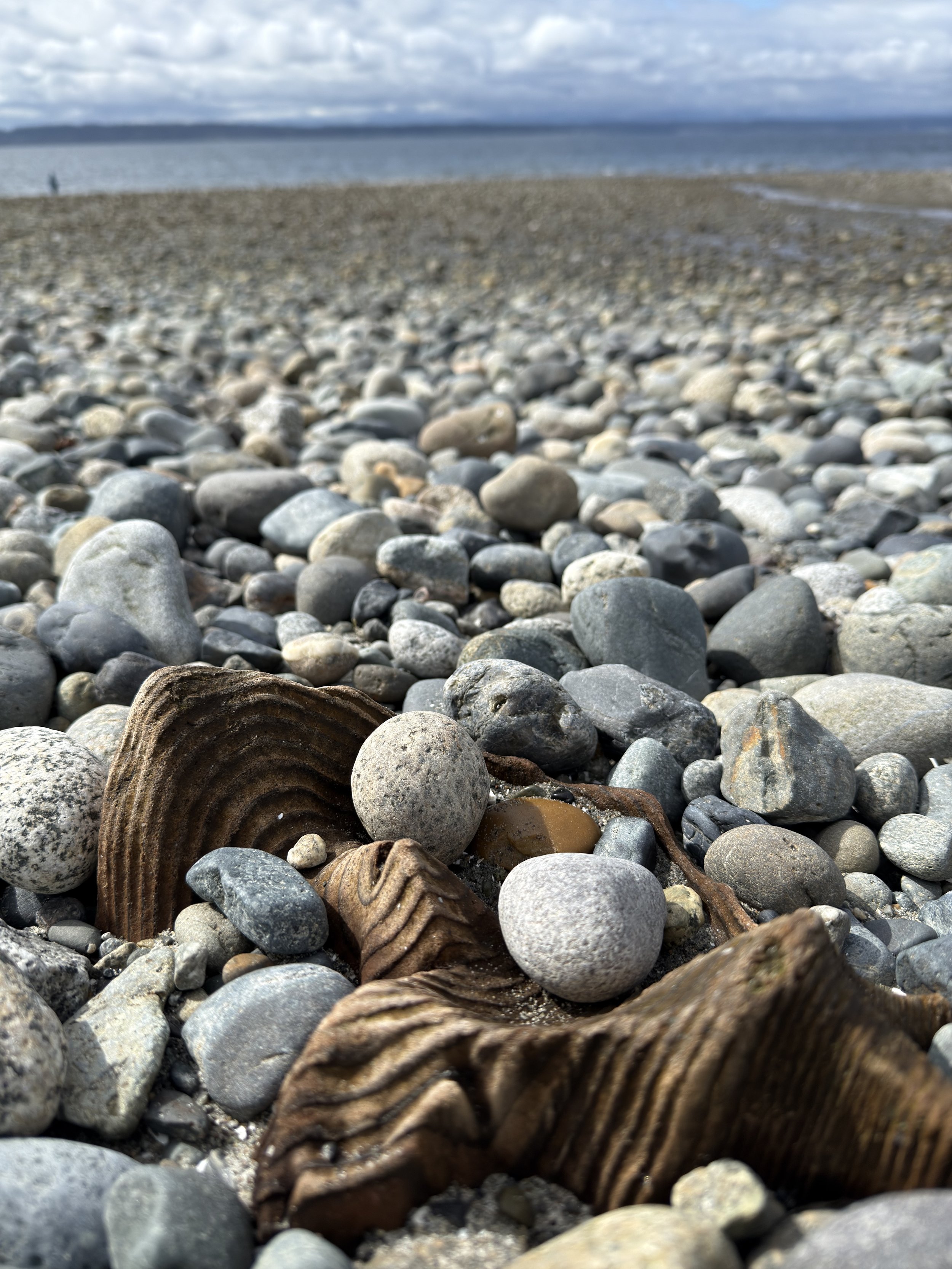 Golden Gardens Weathered Wood and Rocks Perspective