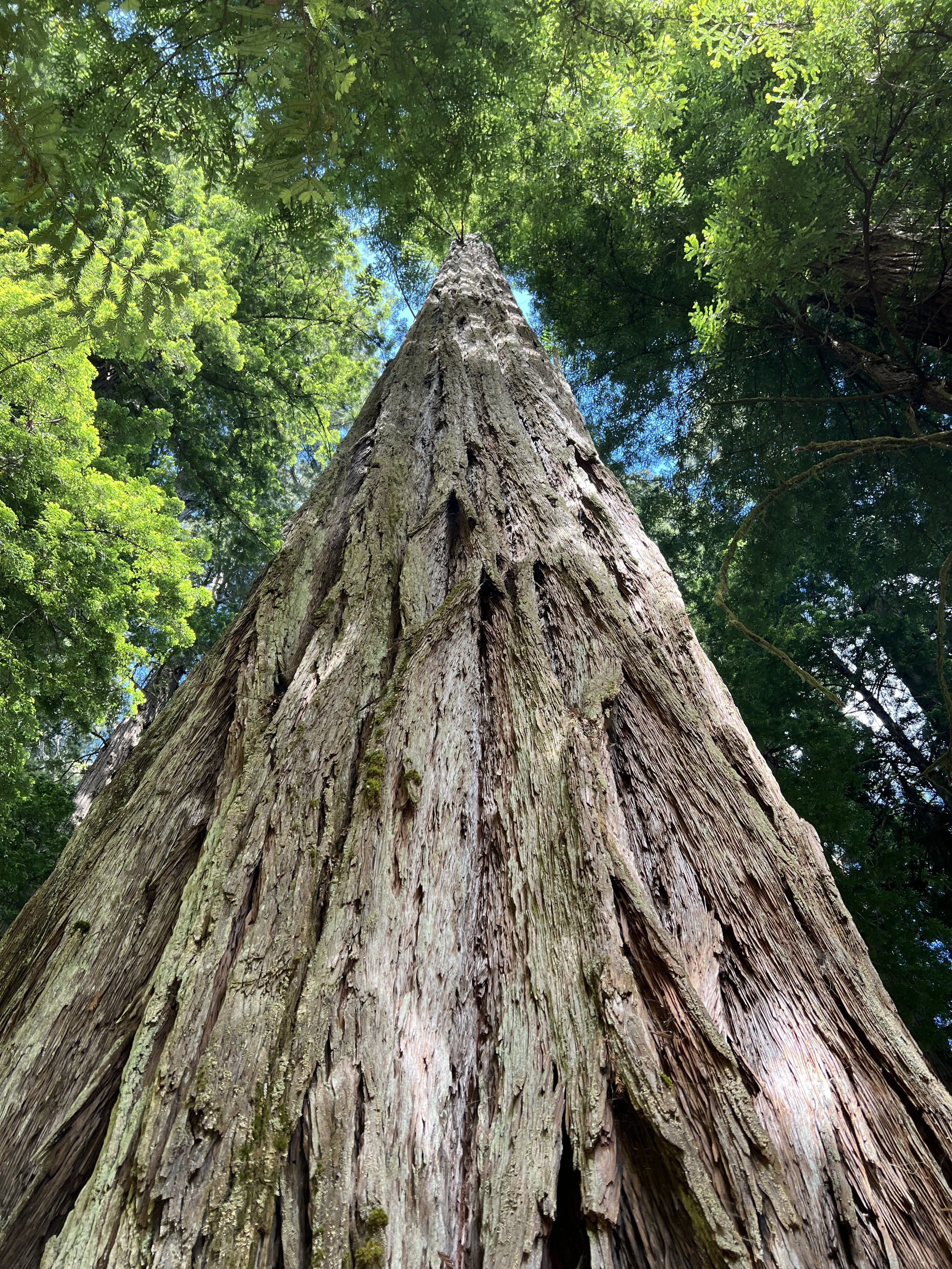 Redwood Tree Majesty