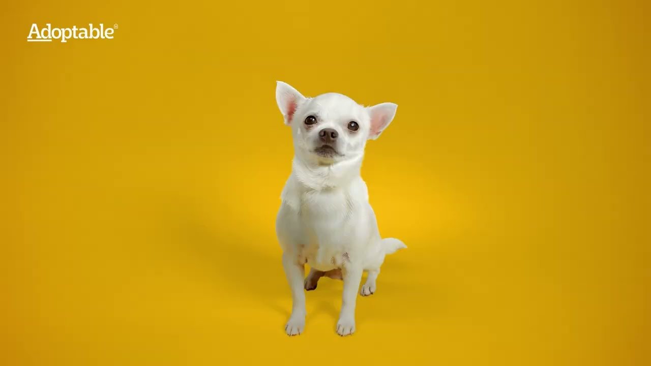 adoptable tiny.jpeg