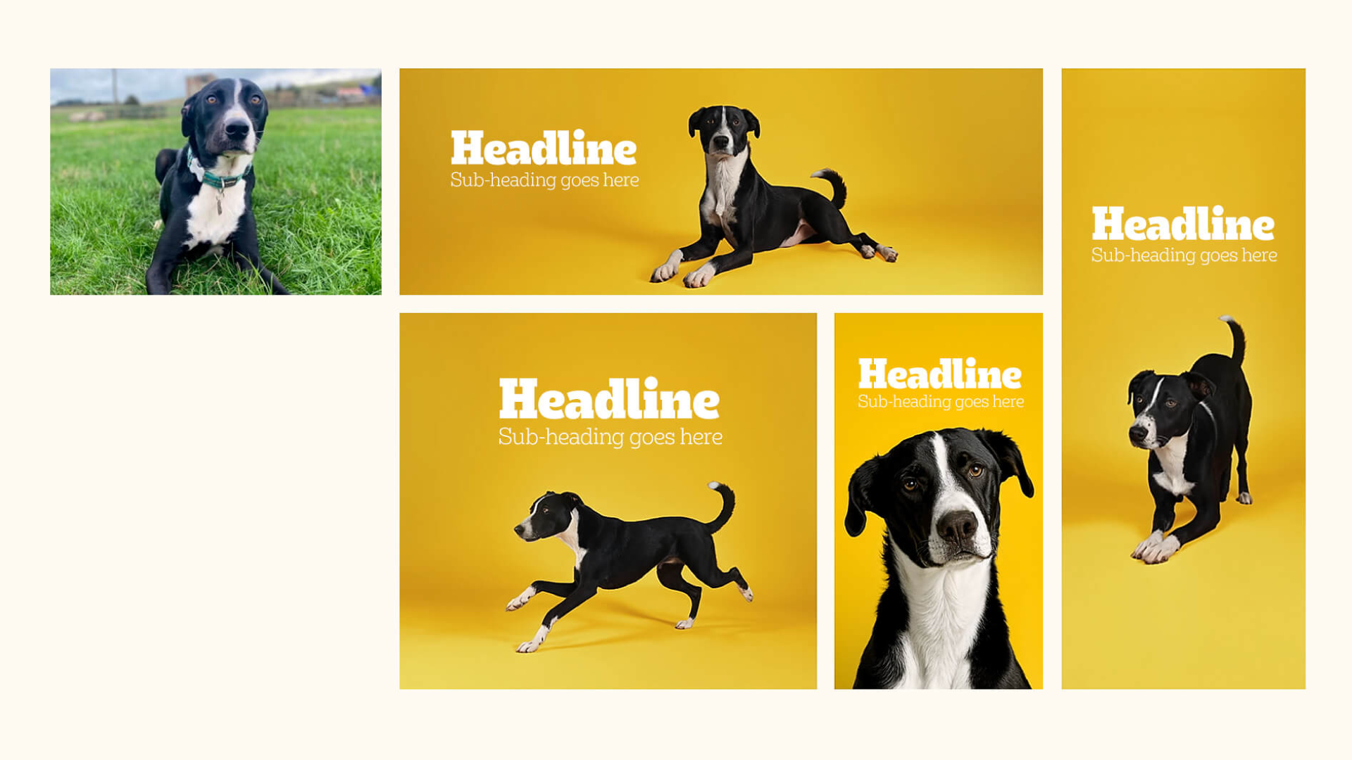 adoptable-resized.png