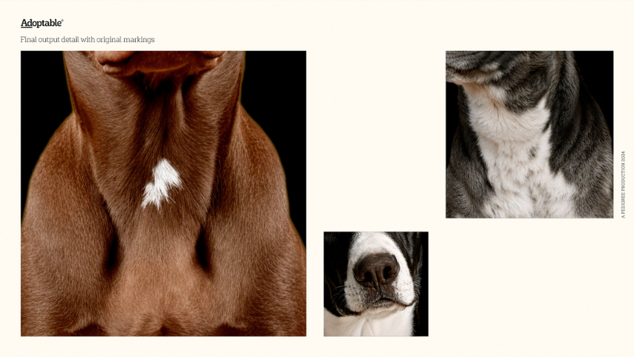 markings slide adoptable.png