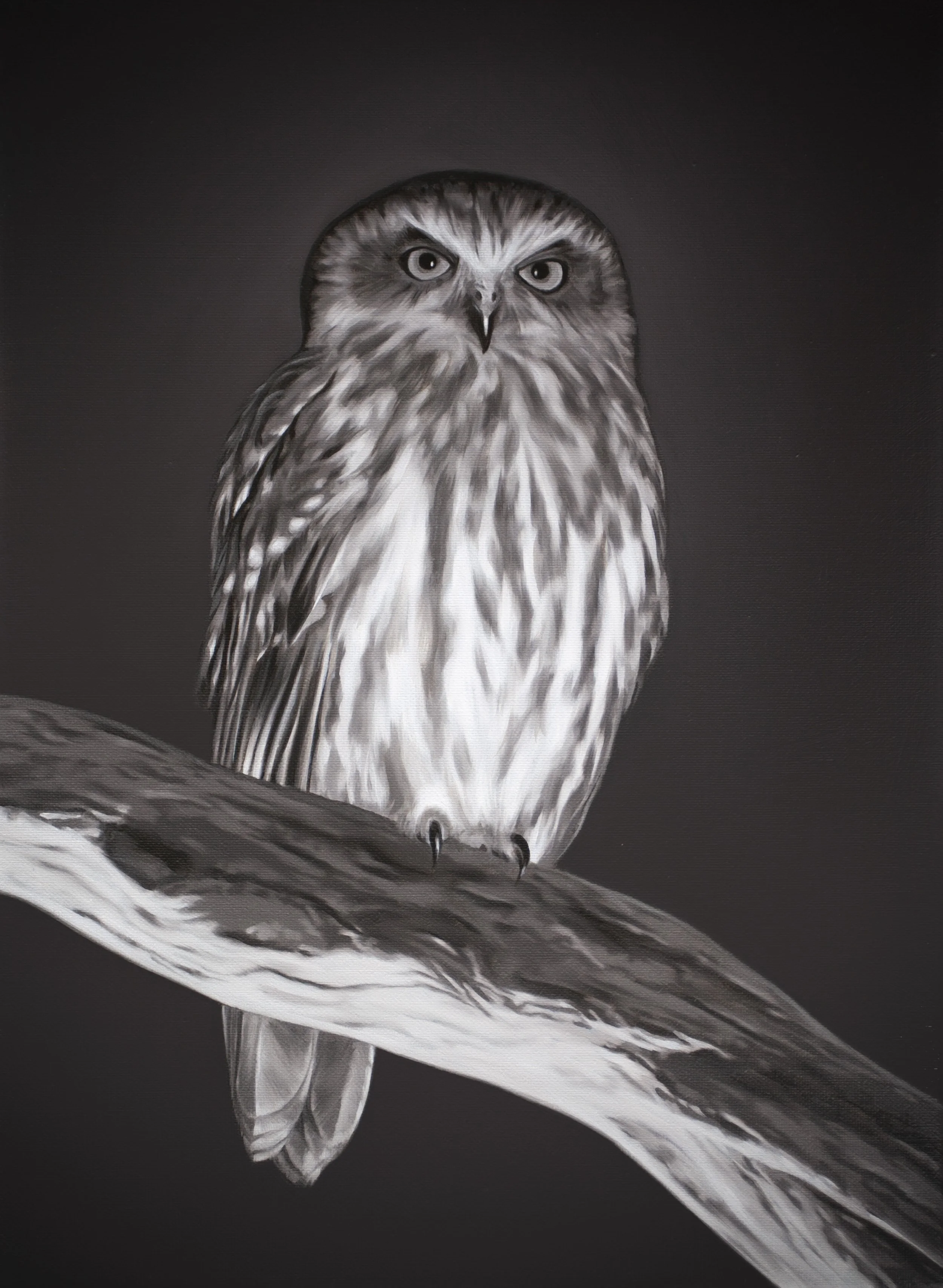 Ninox. Oil on linen 38x28cm