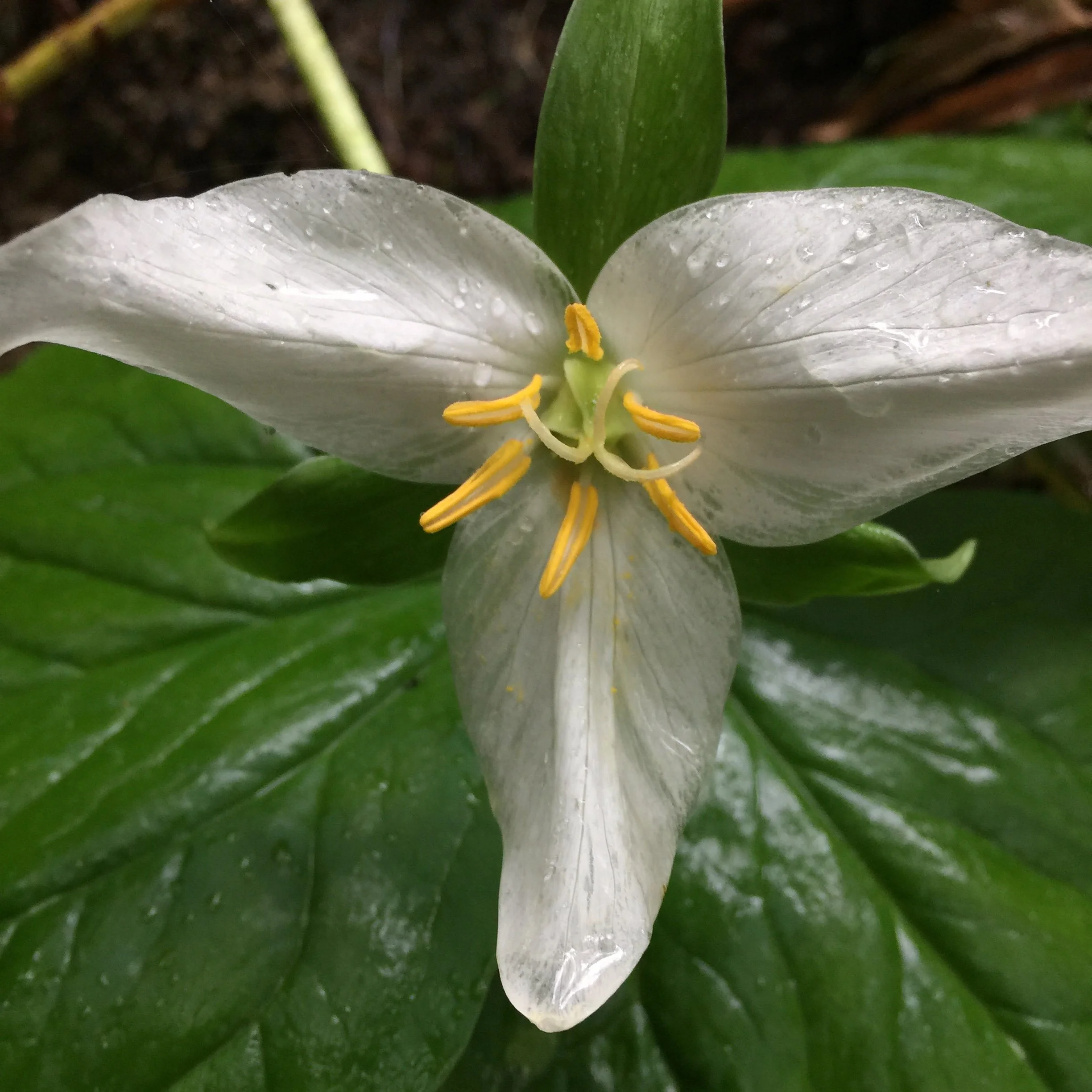 Psychic Hygiene for Massage Therapists