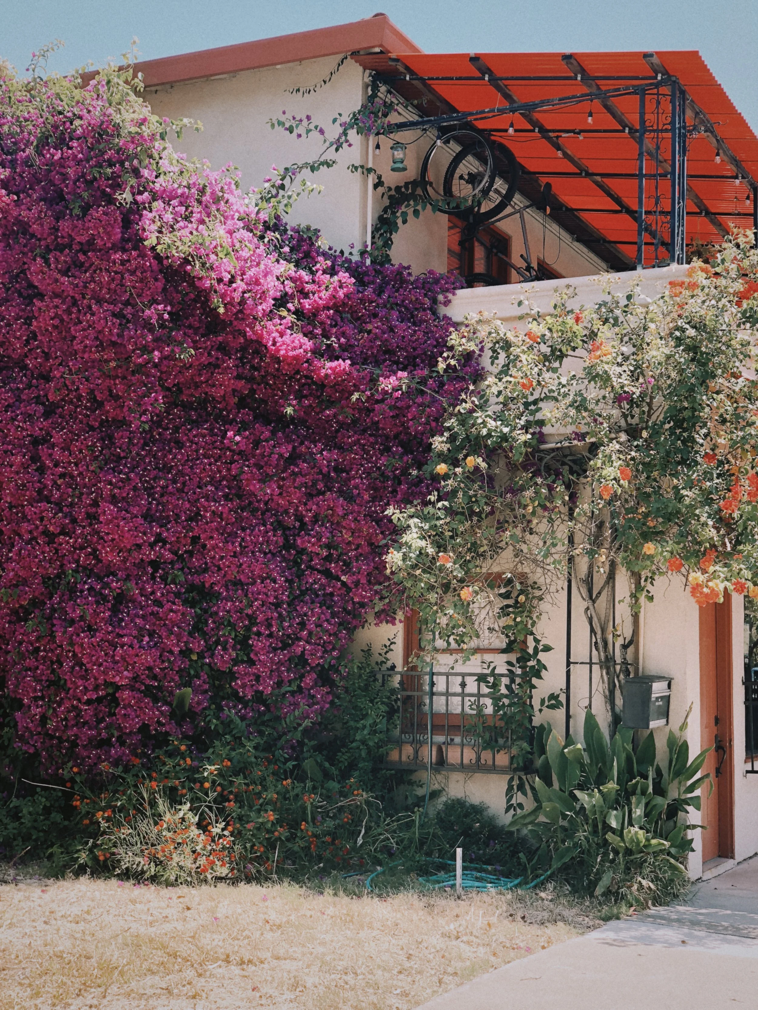 Bougainvillea