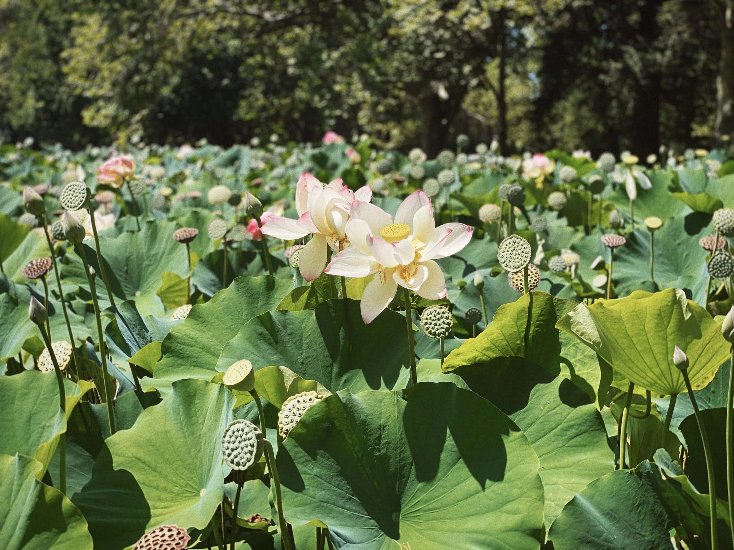 Lotus pond in Land Park